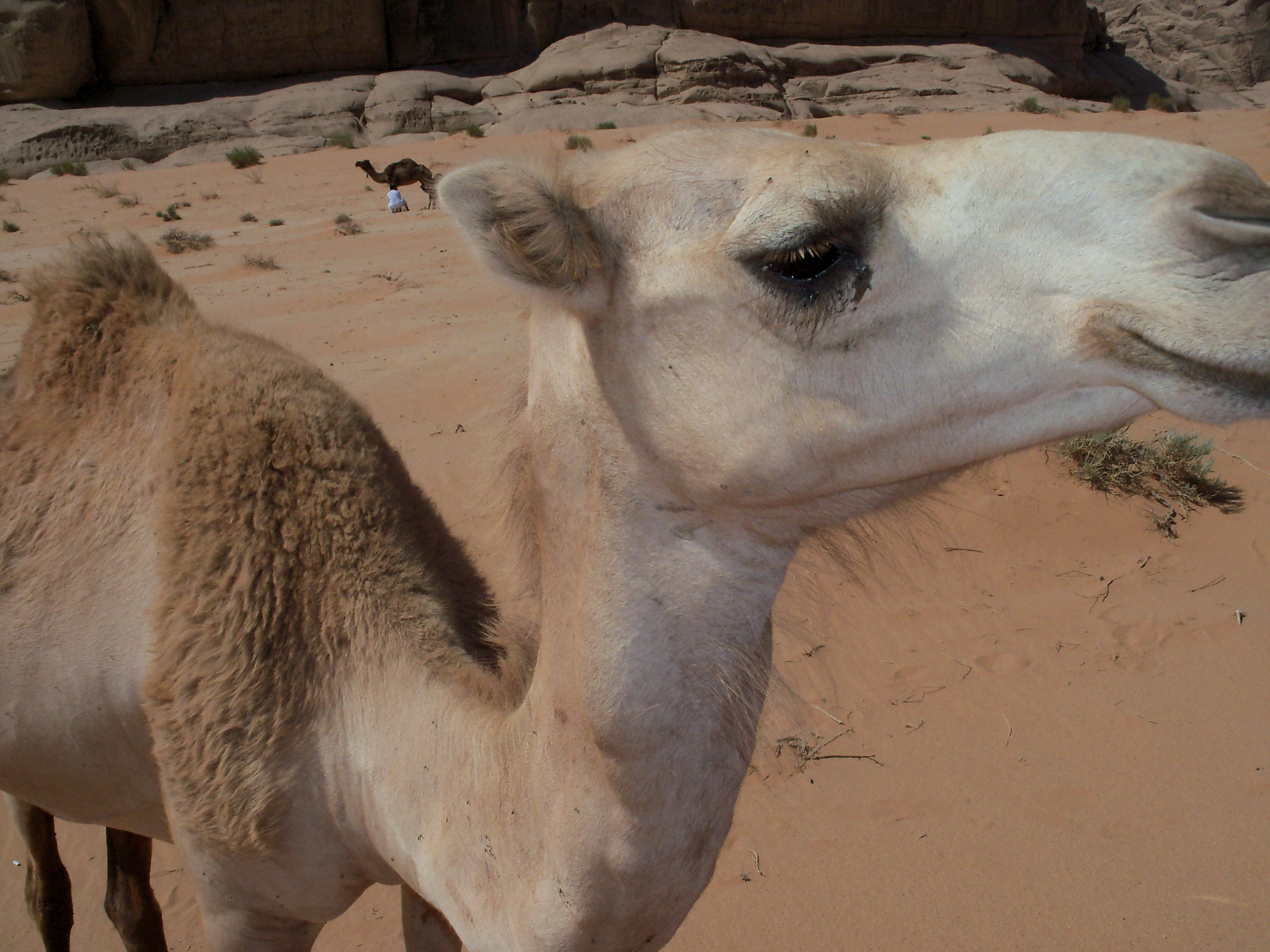 Kodak EASYSHARE M381 DIGITAL CAMERA sample photo. Camel head.jpg photography