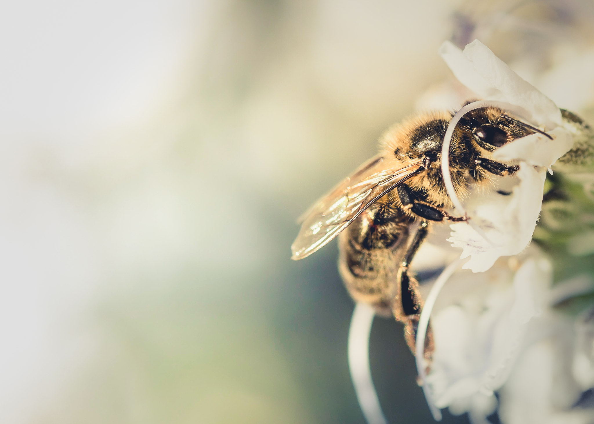 Nikon AF-S Micro-Nikkor 60mm F2.8G ED sample photo. Ms. bee photography