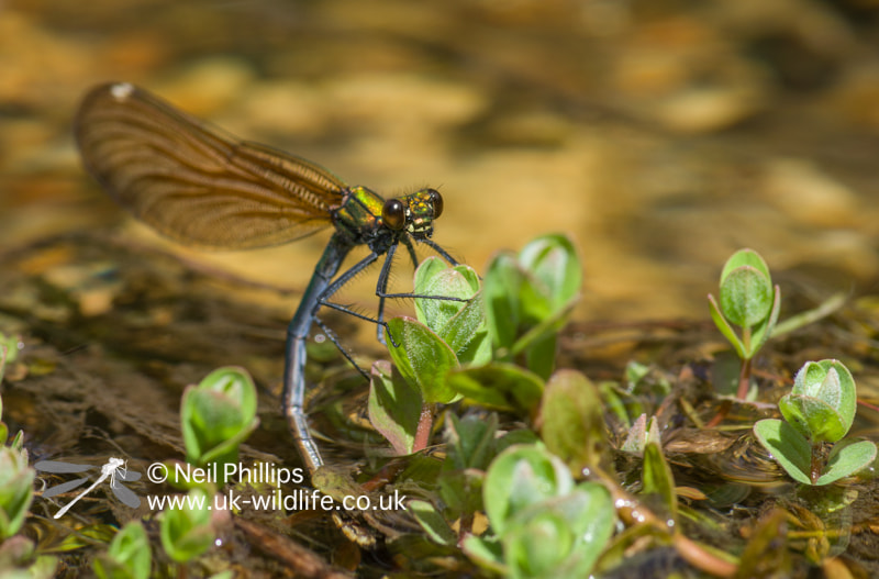 Pentax smc D-FA 100mm F2.8 macro sample photo. Female beautiful demoiselle egg laying in new forest in june photography