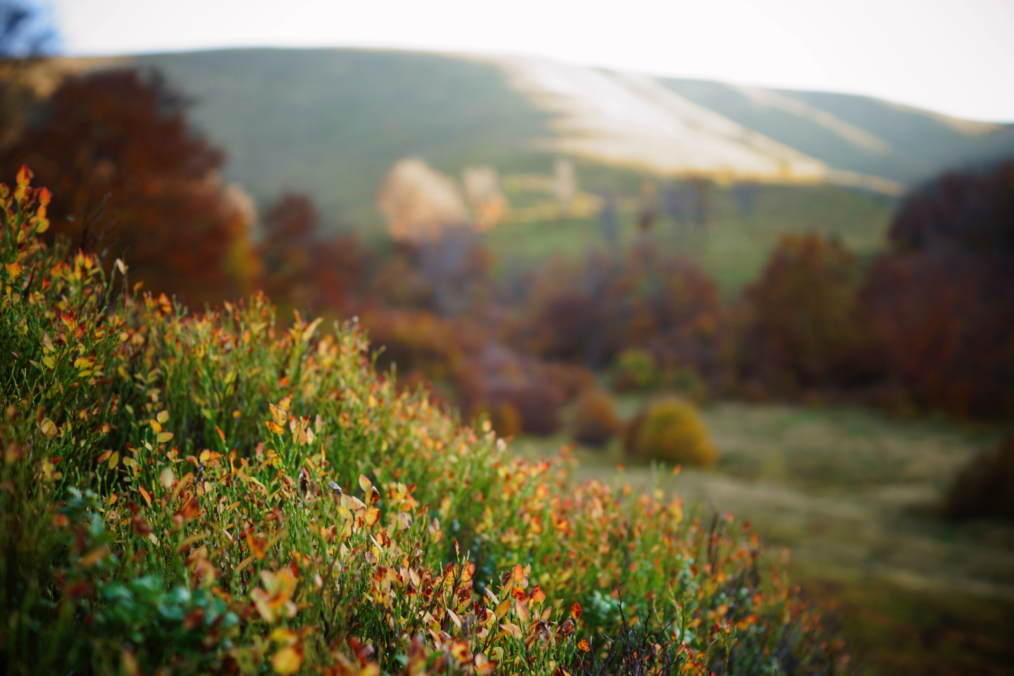 Sony SLT-A65 (SLT-A65V) + Sony DT 35mm F1.8 SAM sample photo. Karpaty photography