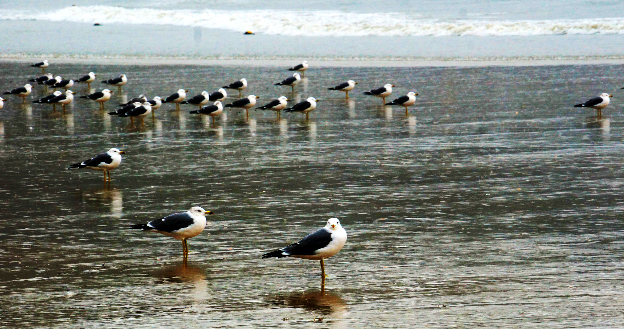 Sony E 18-200mm F3.5-6.3 OSS sample photo. A seagull's dream photography