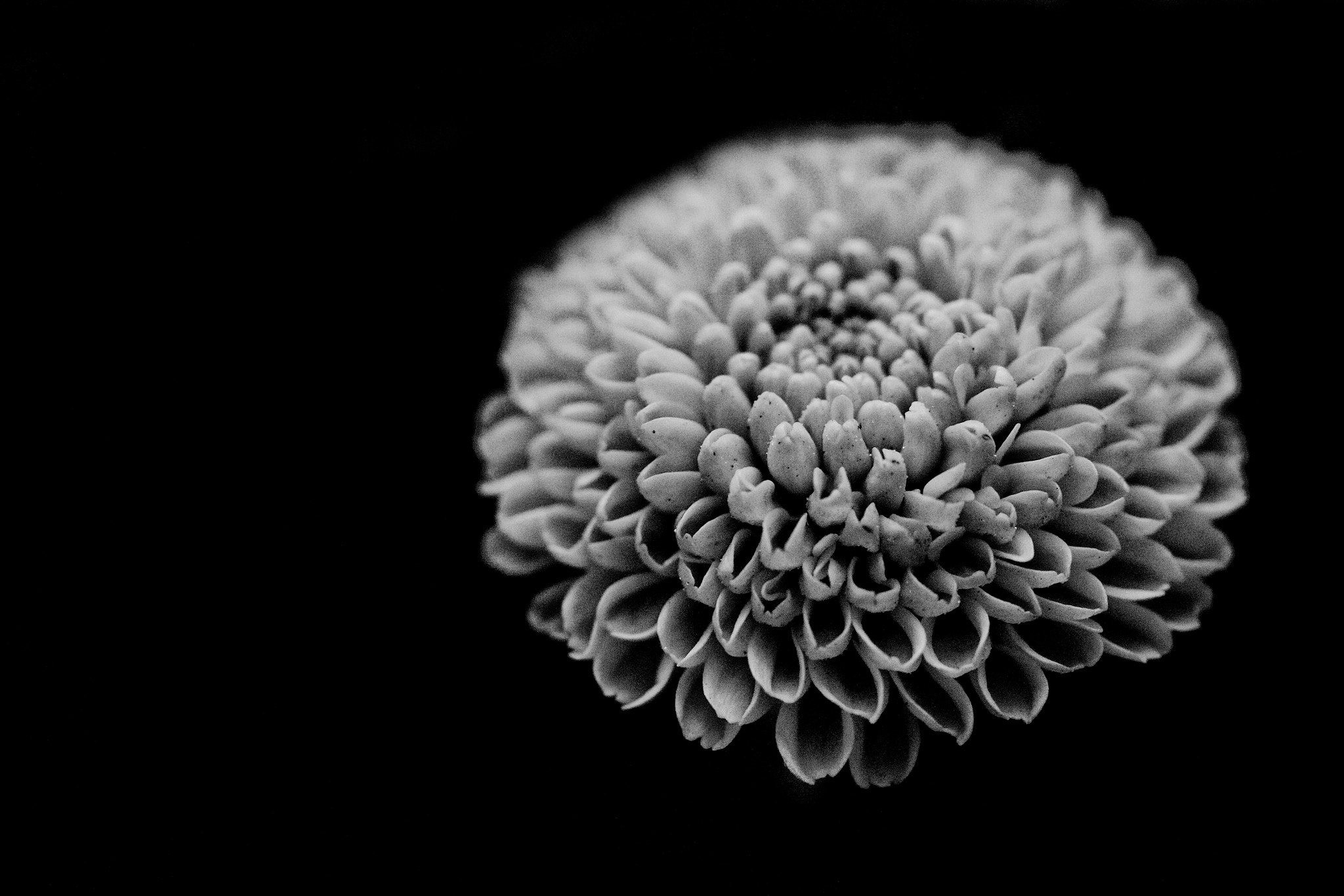 Canon EF-S 60mm F2.8 Macro USM sample photo. Detailed flower photography