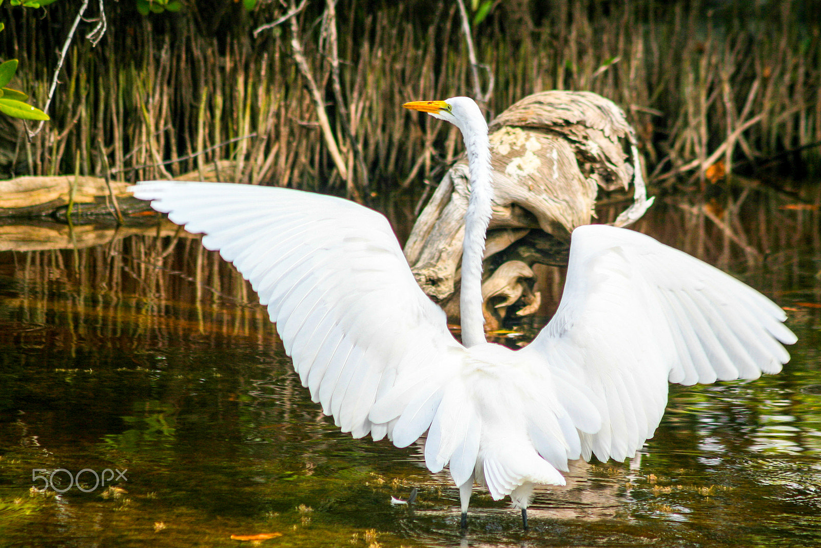 Canon EOS 30D + Canon EF 90-300mm F4.5-5.6 USM sample photo. Great white photography