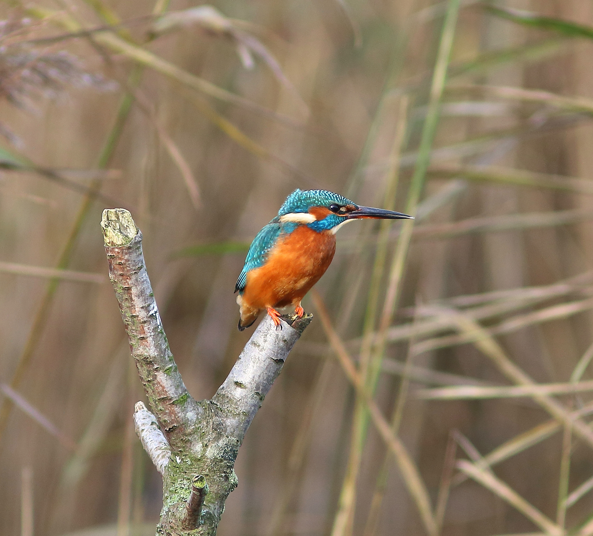 Canon EF 300mm F4L IS USM sample photo. Kingfisher photography