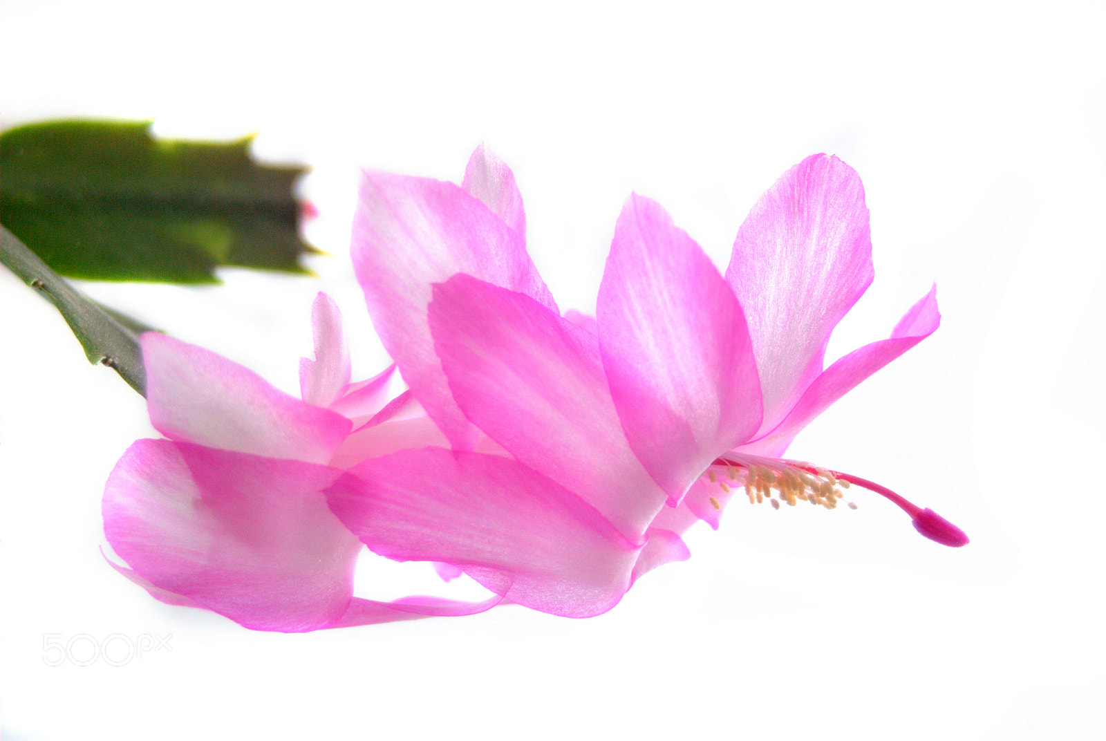 Sigma 28-90mm F3.5-5.6 Macro sample photo. Christmas cactus photography