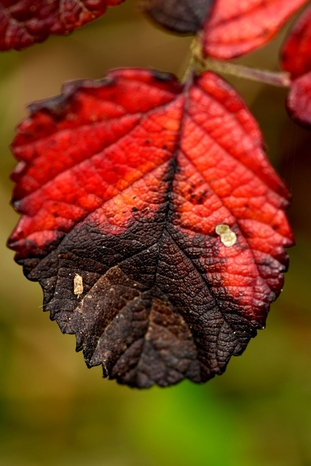 Nikon D7200 + Sigma 105mm F2.8 EX DG Macro sample photo. Leaf photography