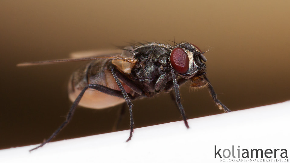 Canon EOS 50D + Canon EF 100mm F2.8 Macro USM sample photo. And again... a fly photography