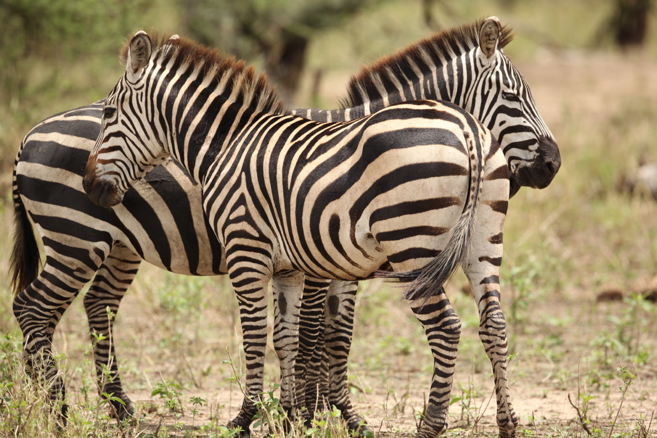 Canon EF 500mm F4L IS II USM sample photo. Zebra's photography