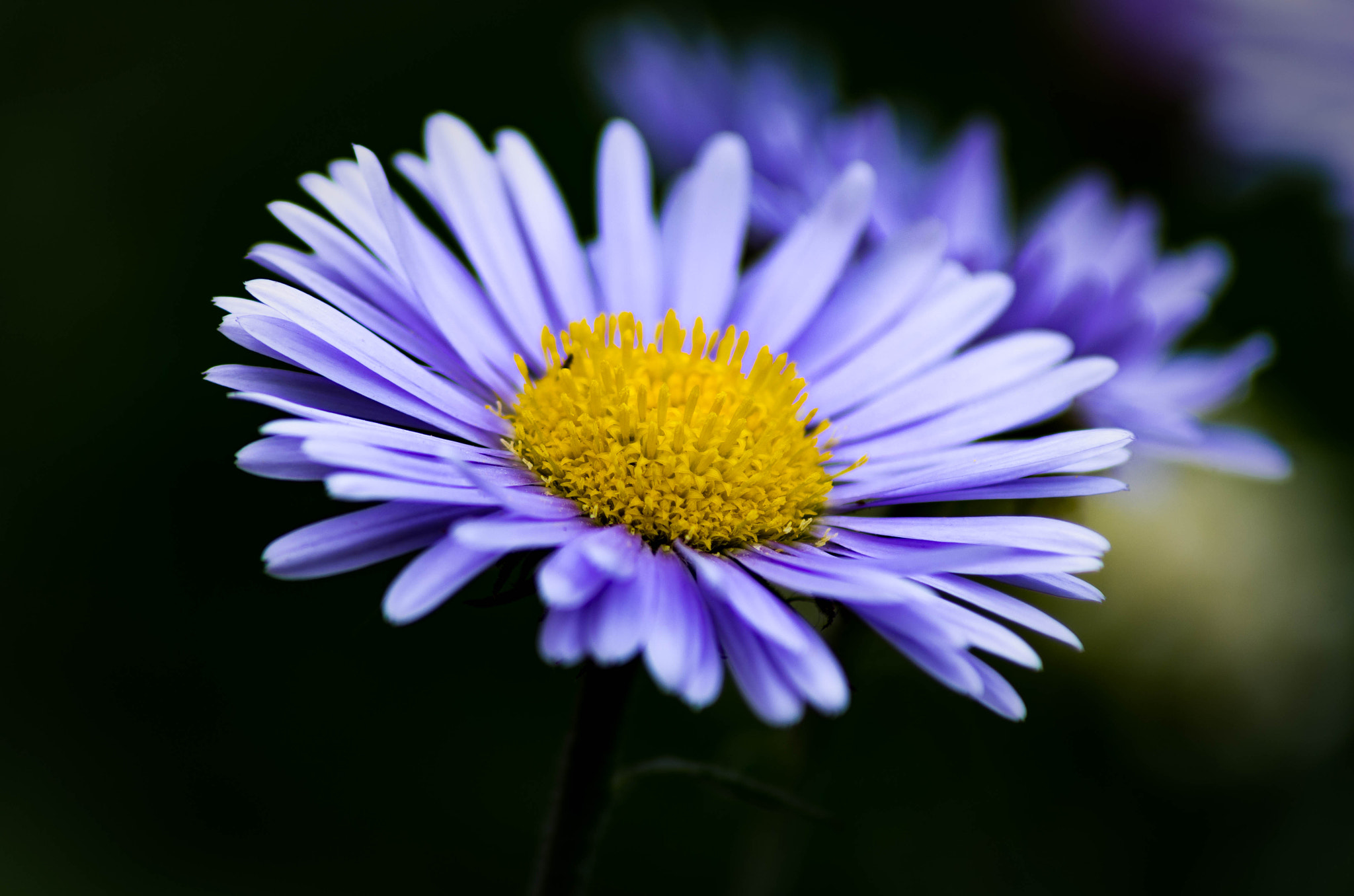 Tamron AF 70-300mm F4-5.6 Di LD Macro sample photo. Aster wildflower photography