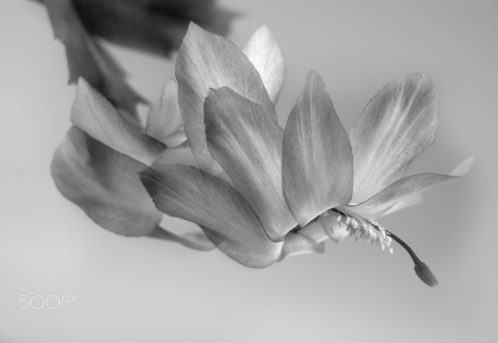Sigma 28-90mm F3.5-5.6 Macro sample photo. Schlumbergera photography