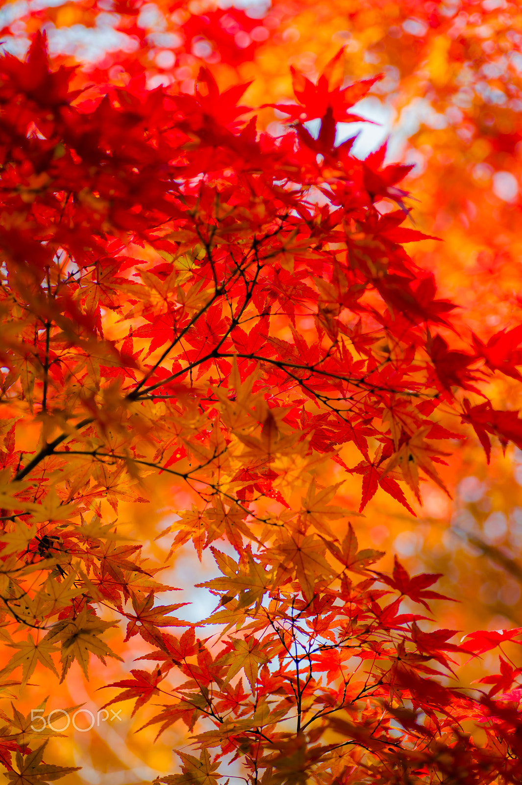 Nikon Df sample photo. Red and yellow photography