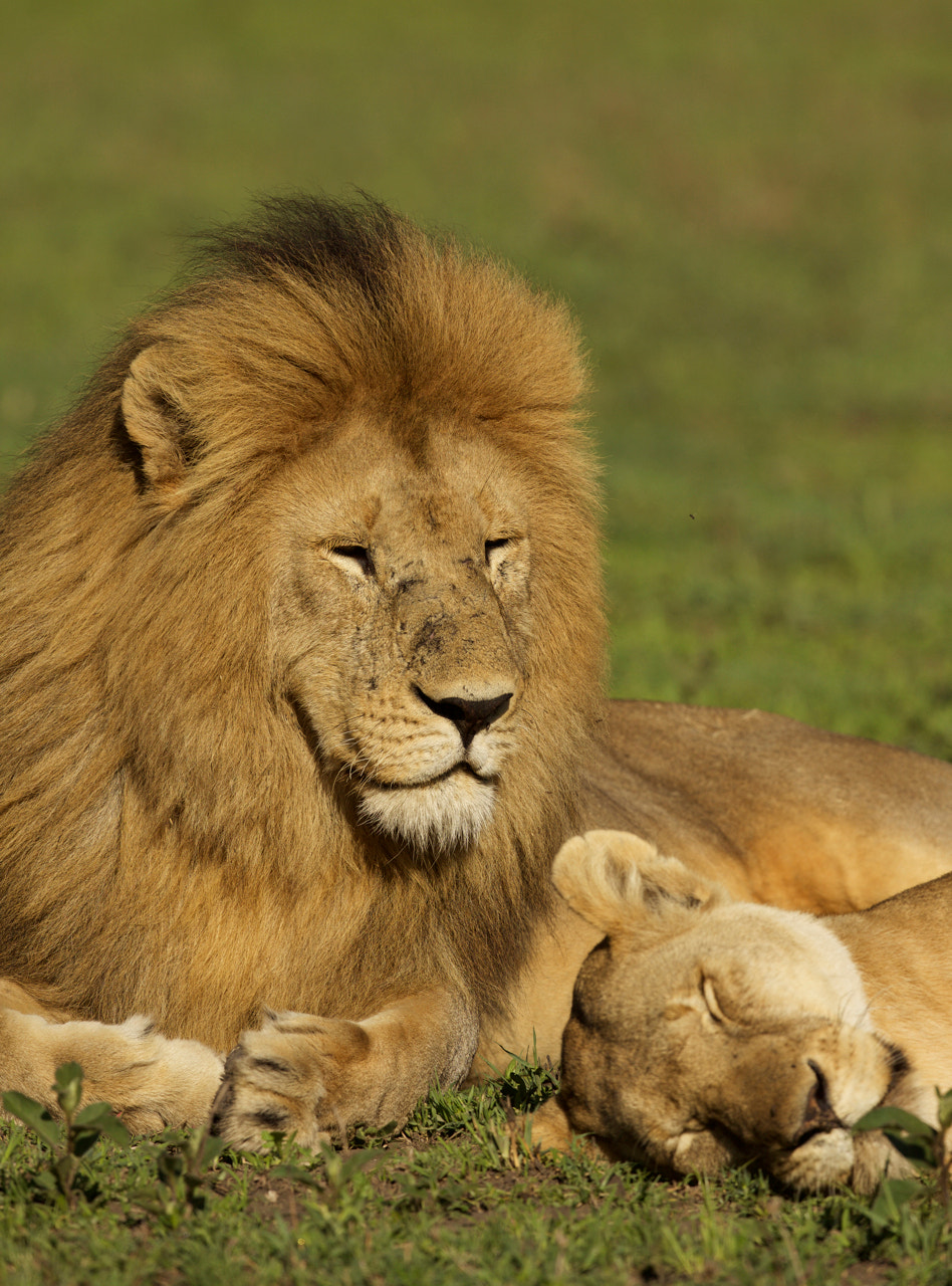 Canon EF 500mm F4L IS II USM sample photo. Lion date photography