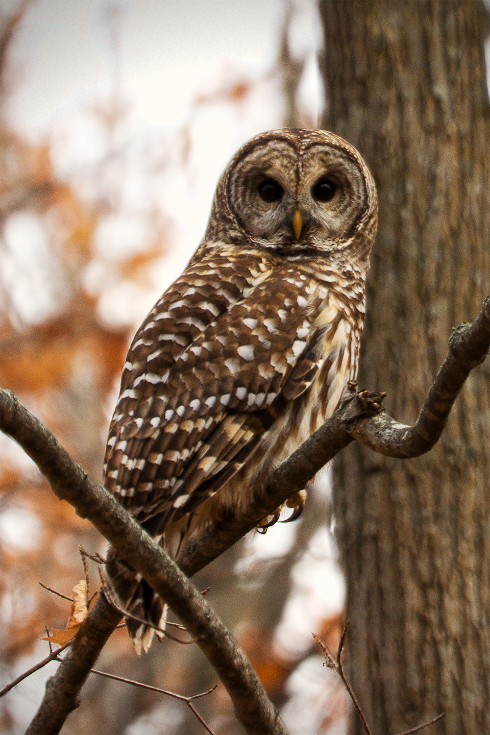 Canon EOS 600D (Rebel EOS T3i / EOS Kiss X5) + Tamron SP 70-300mm F4-5.6 Di VC USD sample photo. Barred owl photography