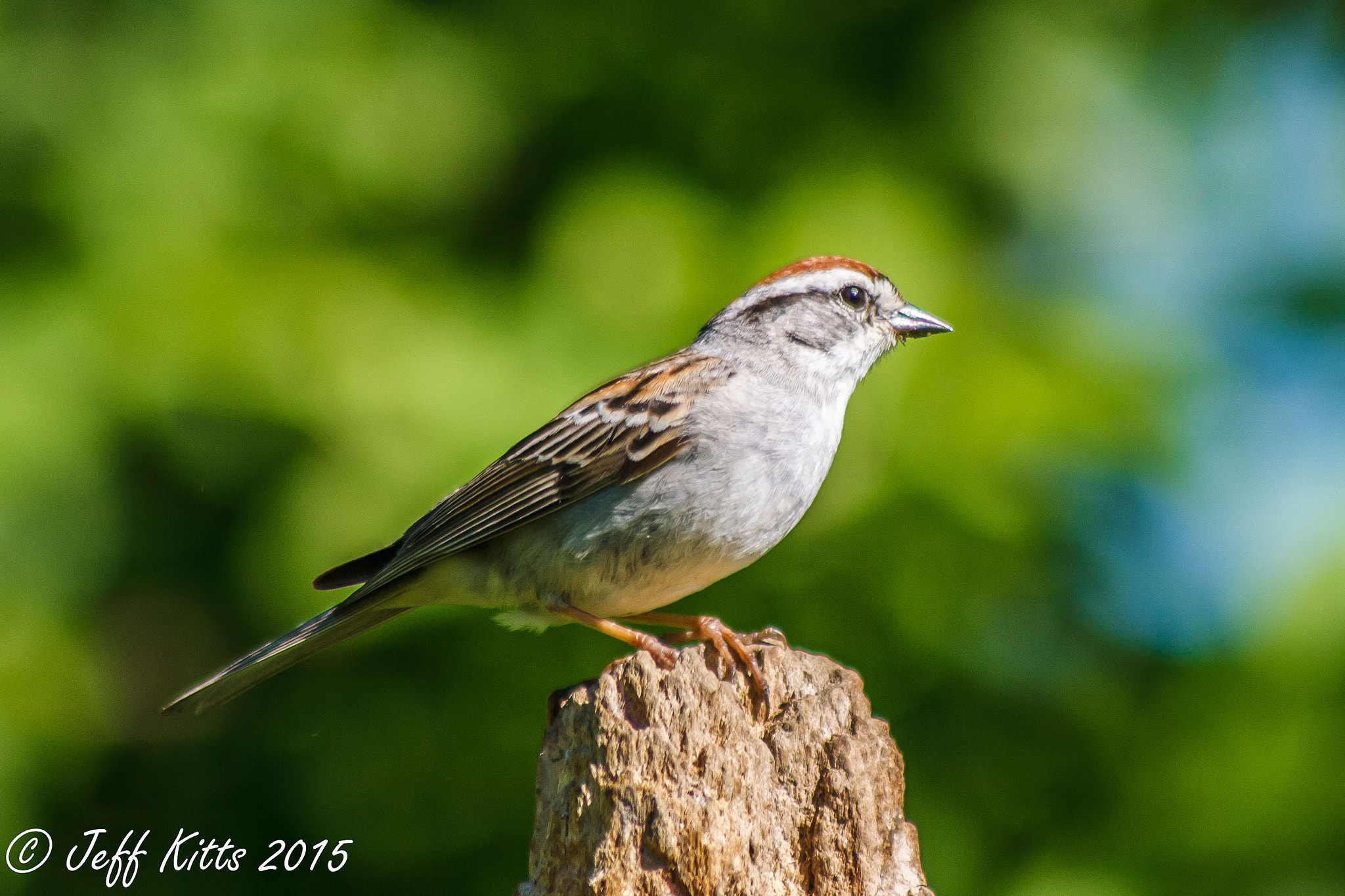 Canon EF 75-300mm f/4-5.6 USM sample photo. 8852-chipping sparrow photography