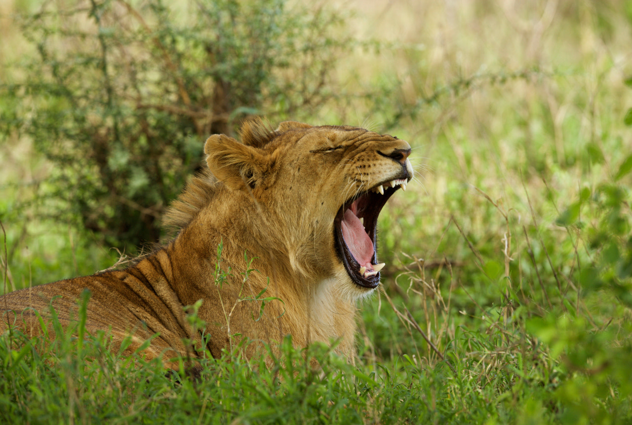 Canon EF 500mm F4L IS II USM sample photo. Lion 3 photography