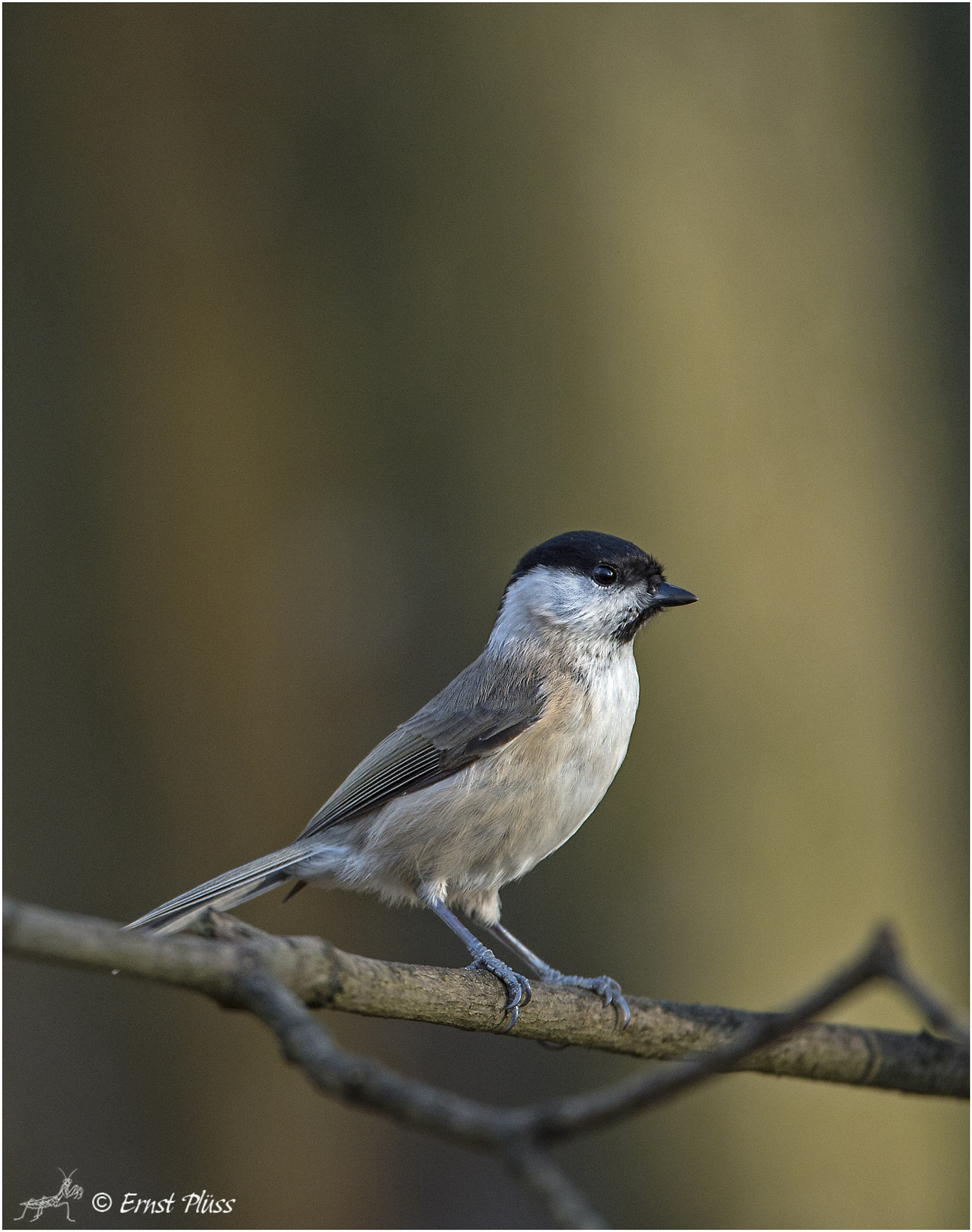 Nikon D4 sample photo. Marsh tit photography