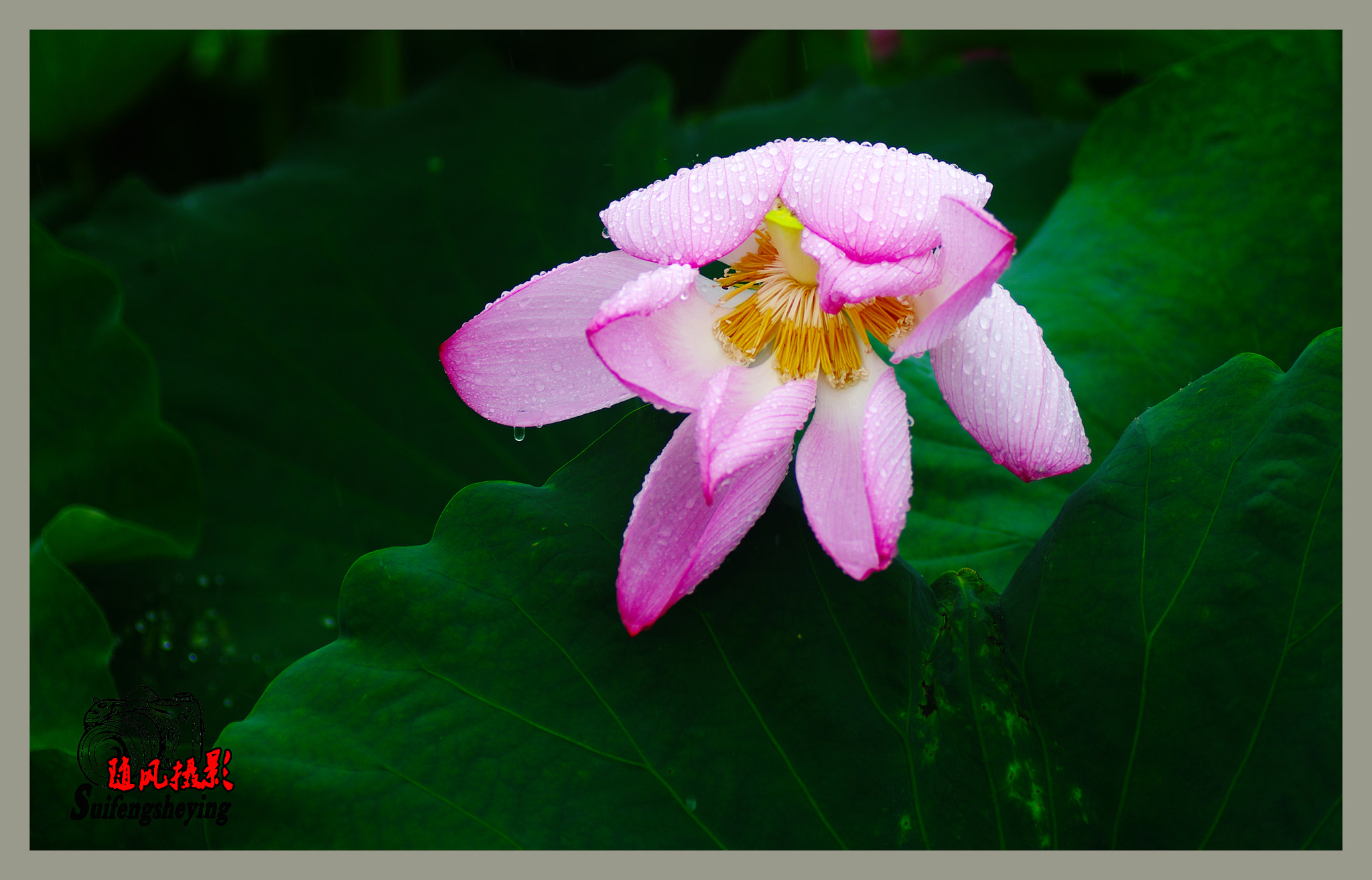 Tamron SP AF 90mm F2.8 Di Macro sample photo. 雨荷 photography