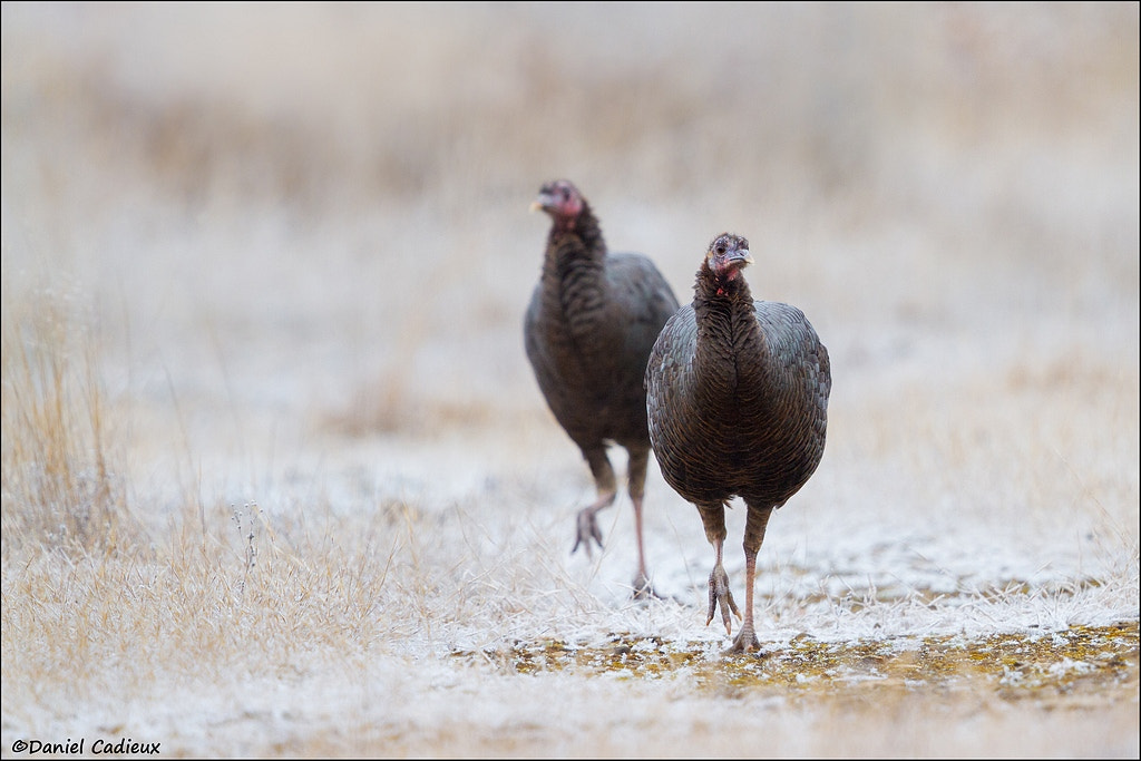 Canon EF 500mm F4L IS II USM sample photo. Wild turkeys on the run photography