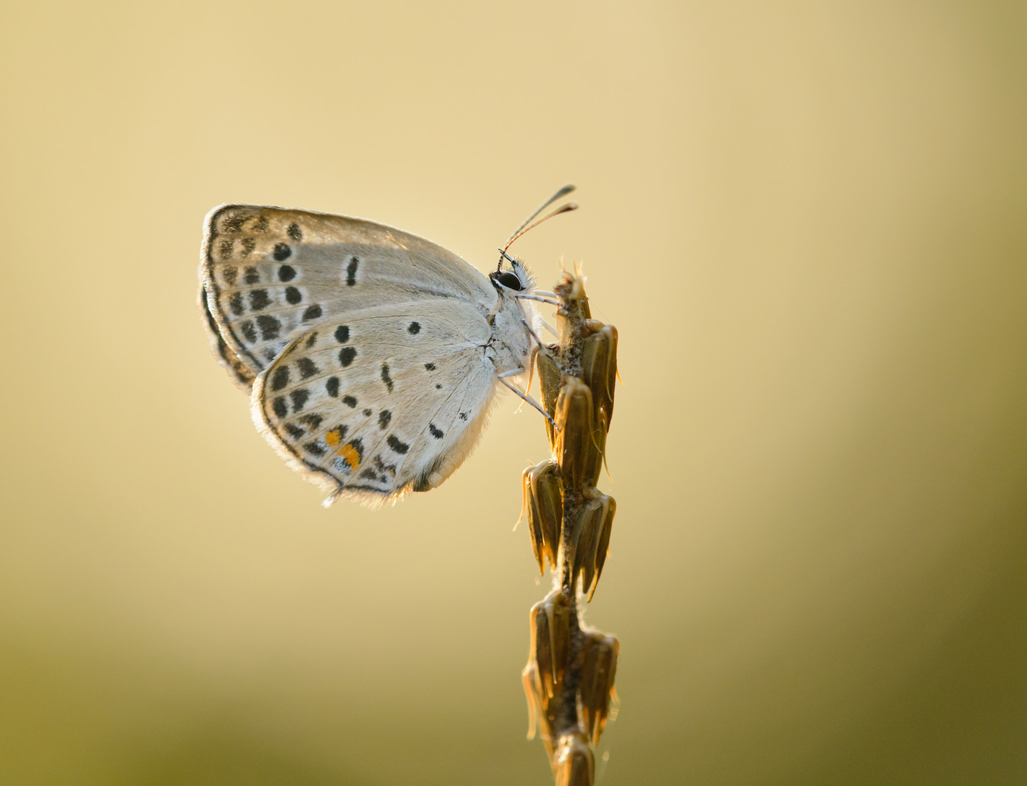 Sigma 150mm F2.8 EX DG Macro HSM sample photo. Small butterfly photography