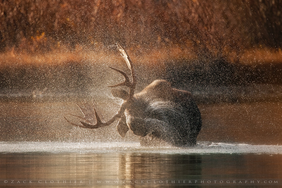 Nikon Nikkor AF-S 300mm F4E PF ED VR sample photo. Rainmaker photography