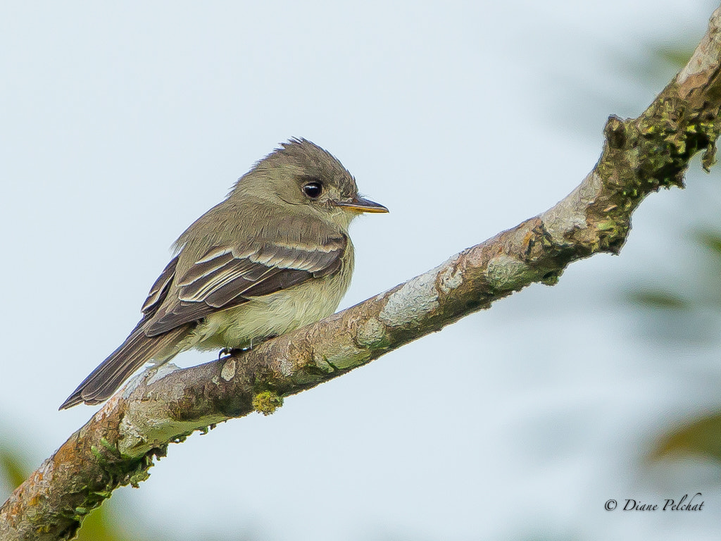 Canon EOS 60D + Canon EF 300mm F2.8L IS II USM sample photo. Tropical pewee photography