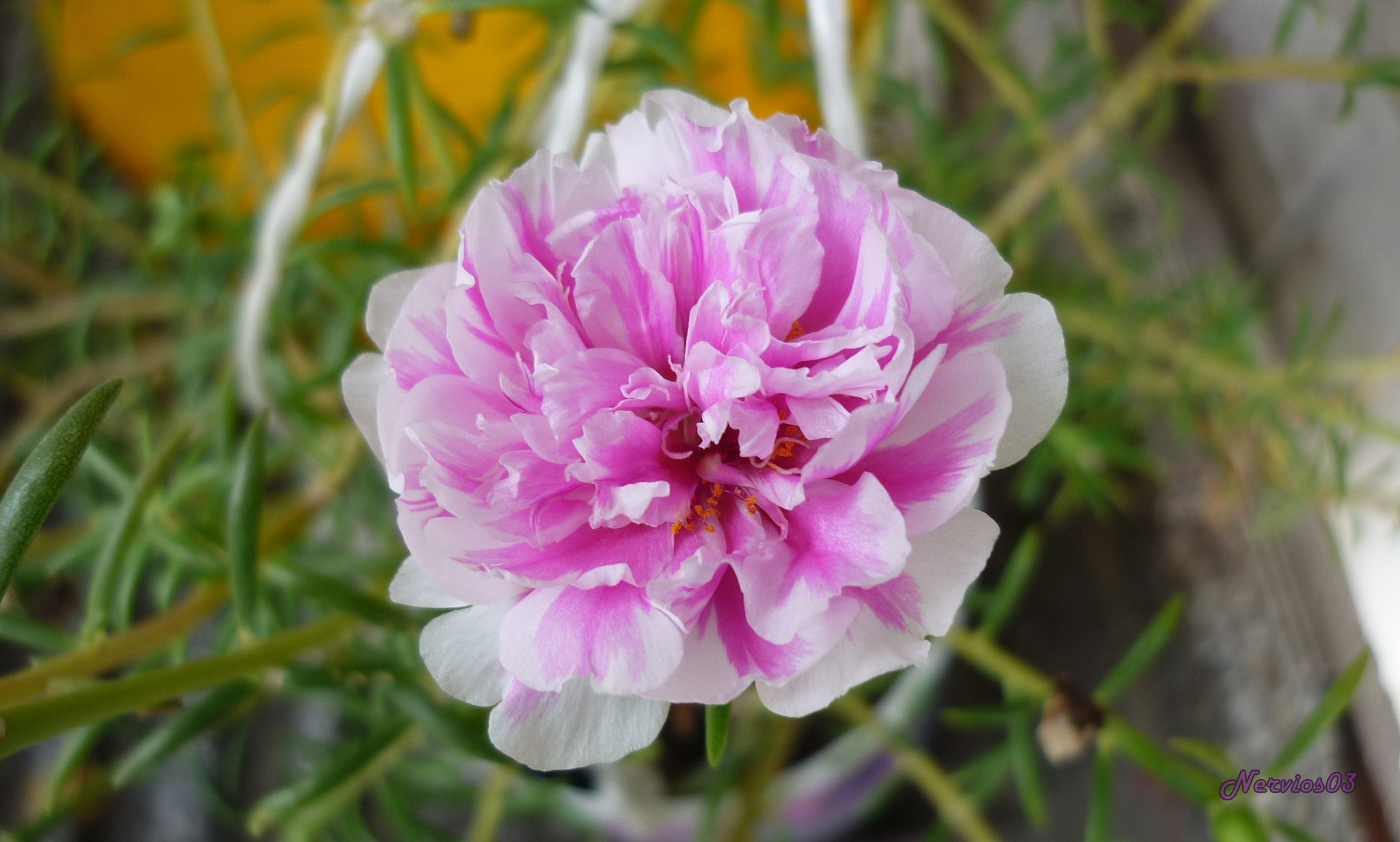 Panasonic DMC-FS4 sample photo. Flor photography