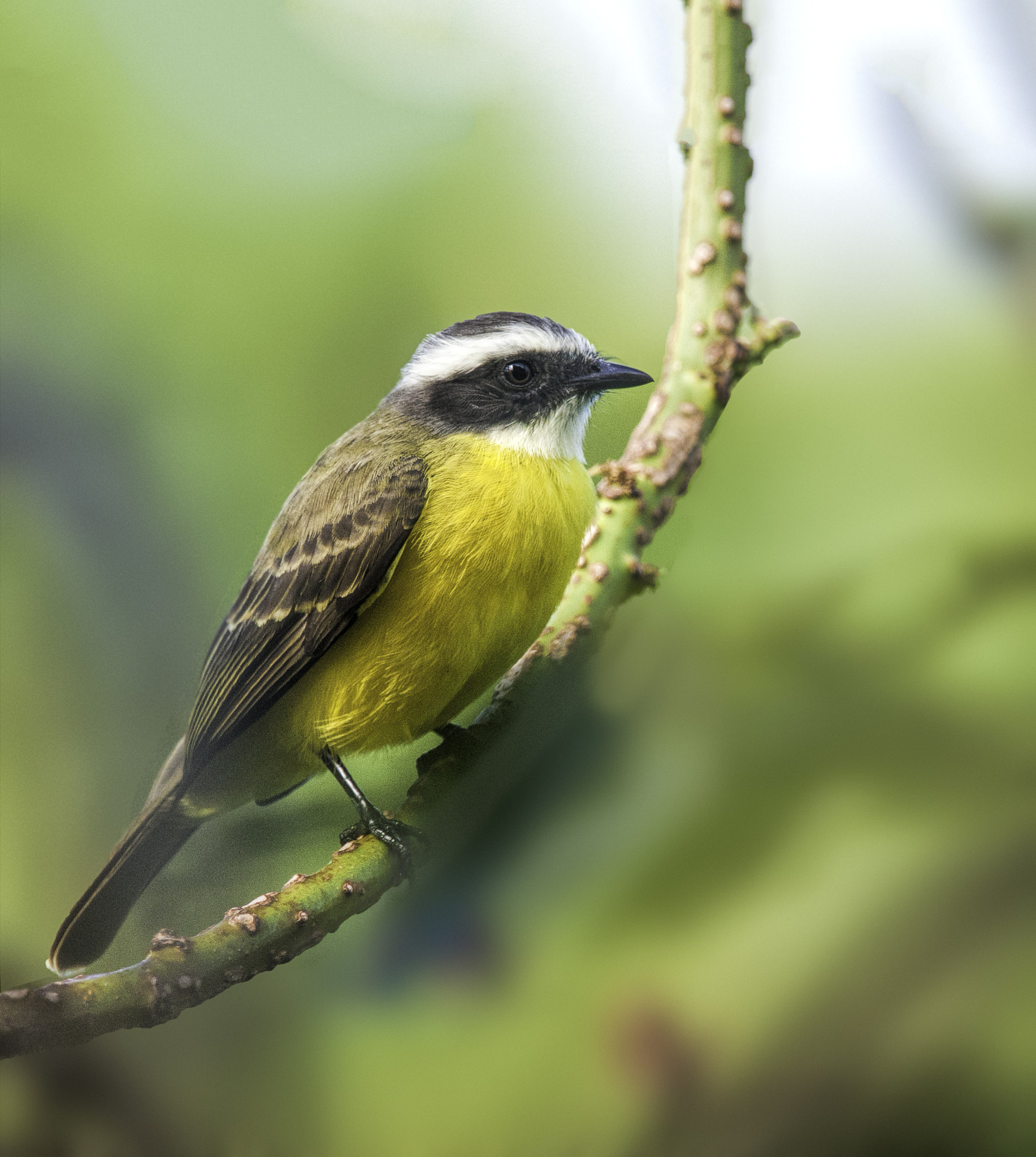 Nikon D3X sample photo. Social flycatcher going after the bees photography
