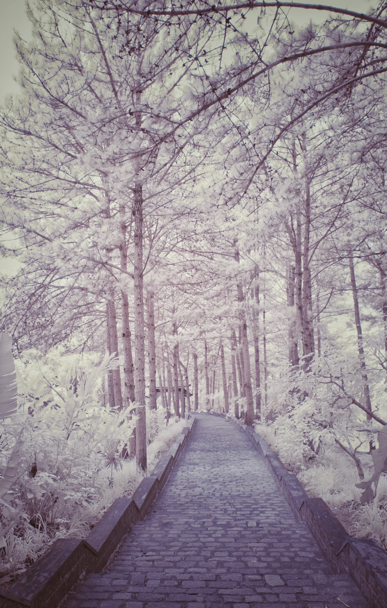 Nikon D70s sample photo. Alone photography