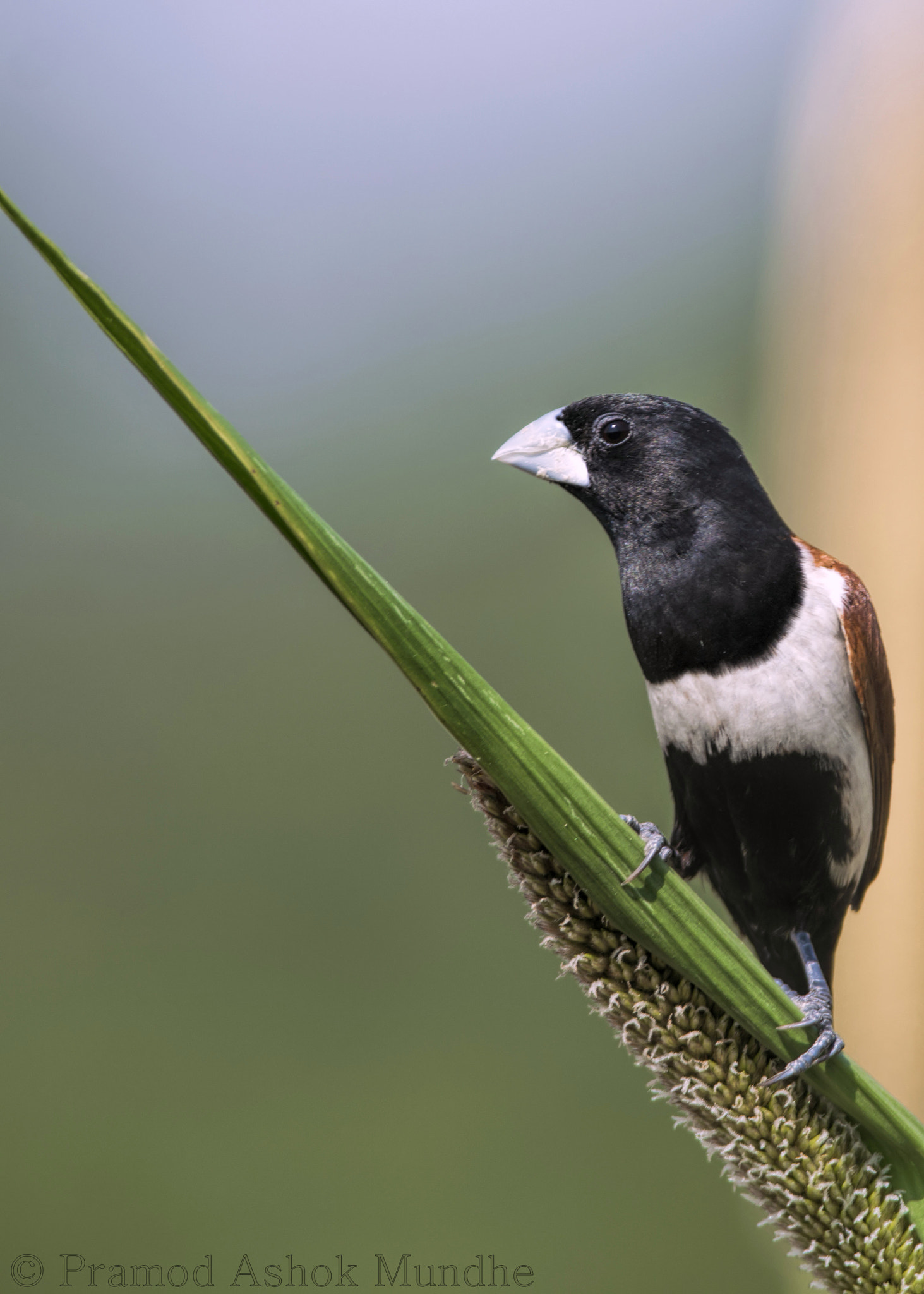 Nikon D5300 + Nikon AF-S Nikkor 300mm F4D ED-IF sample photo. Tricoloured_munia.jpg photography