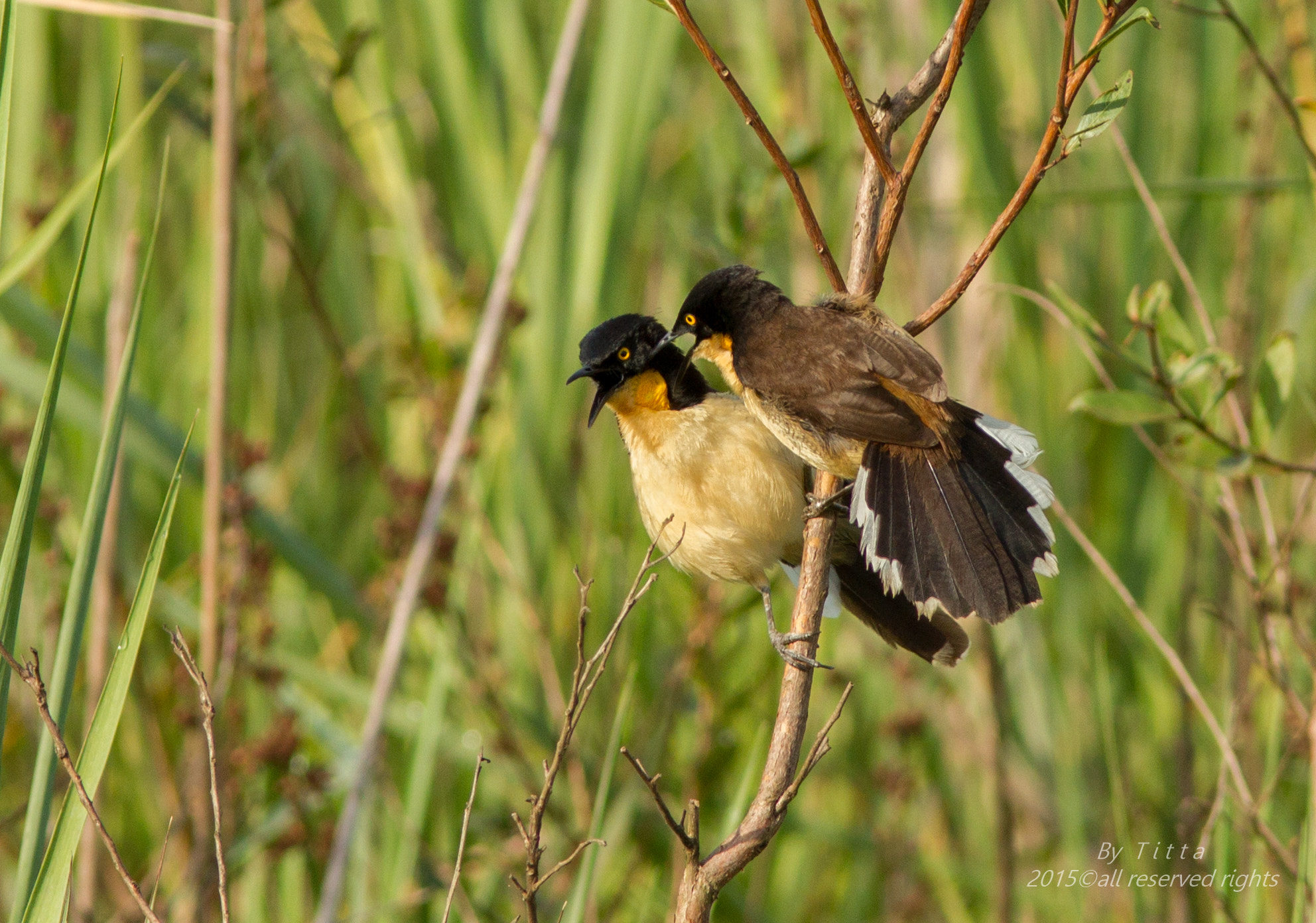 Canon EF 300mm F4L IS USM sample photo. Japacanim photography