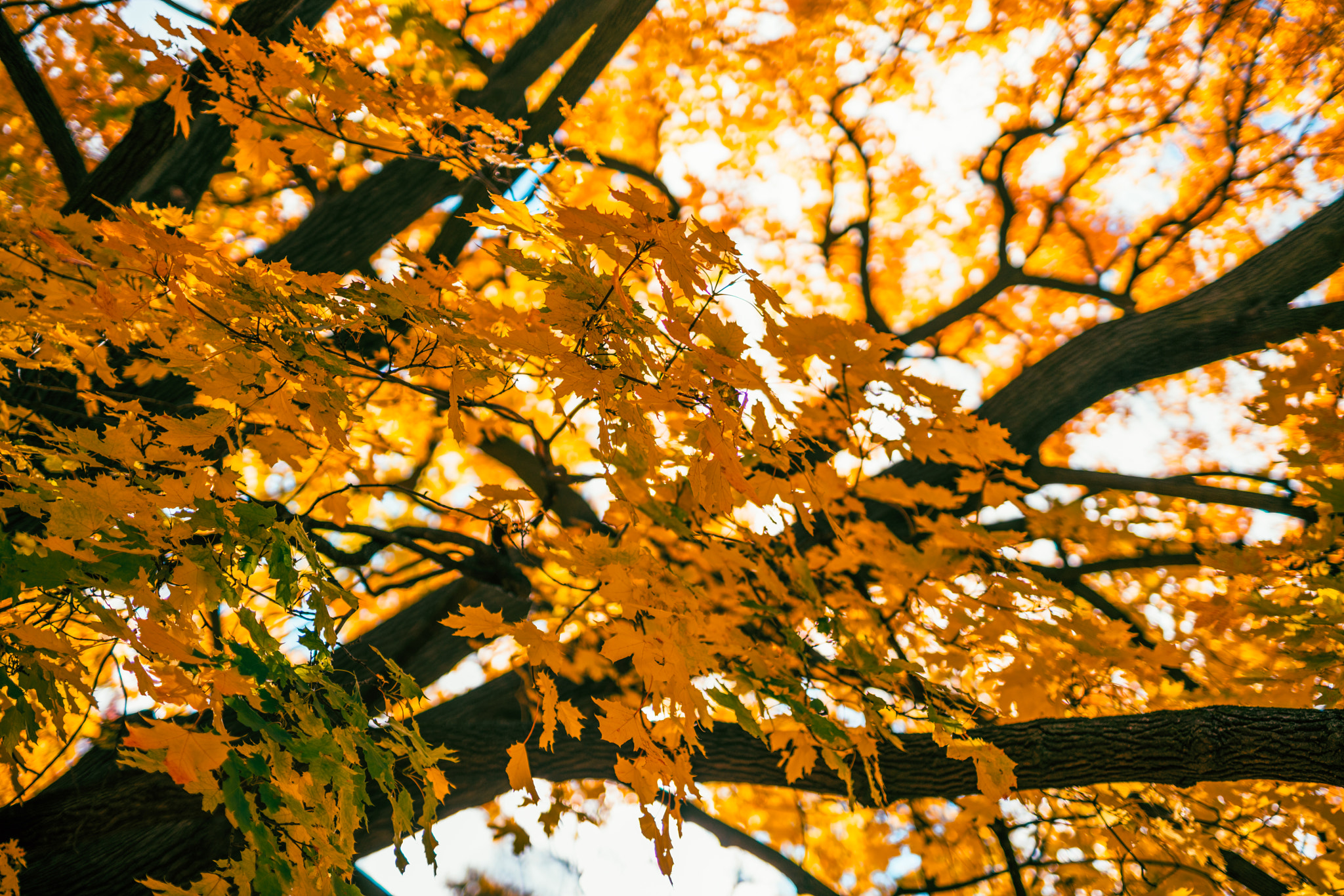 Minolta AF 50mm F1.4 [New] sample photo