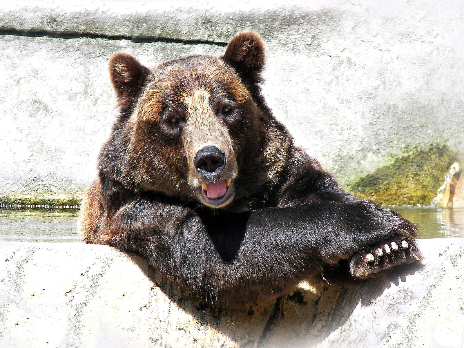 Kodak P850 ZOOM DIGITAL CAMERA sample photo. Smiling bear photography