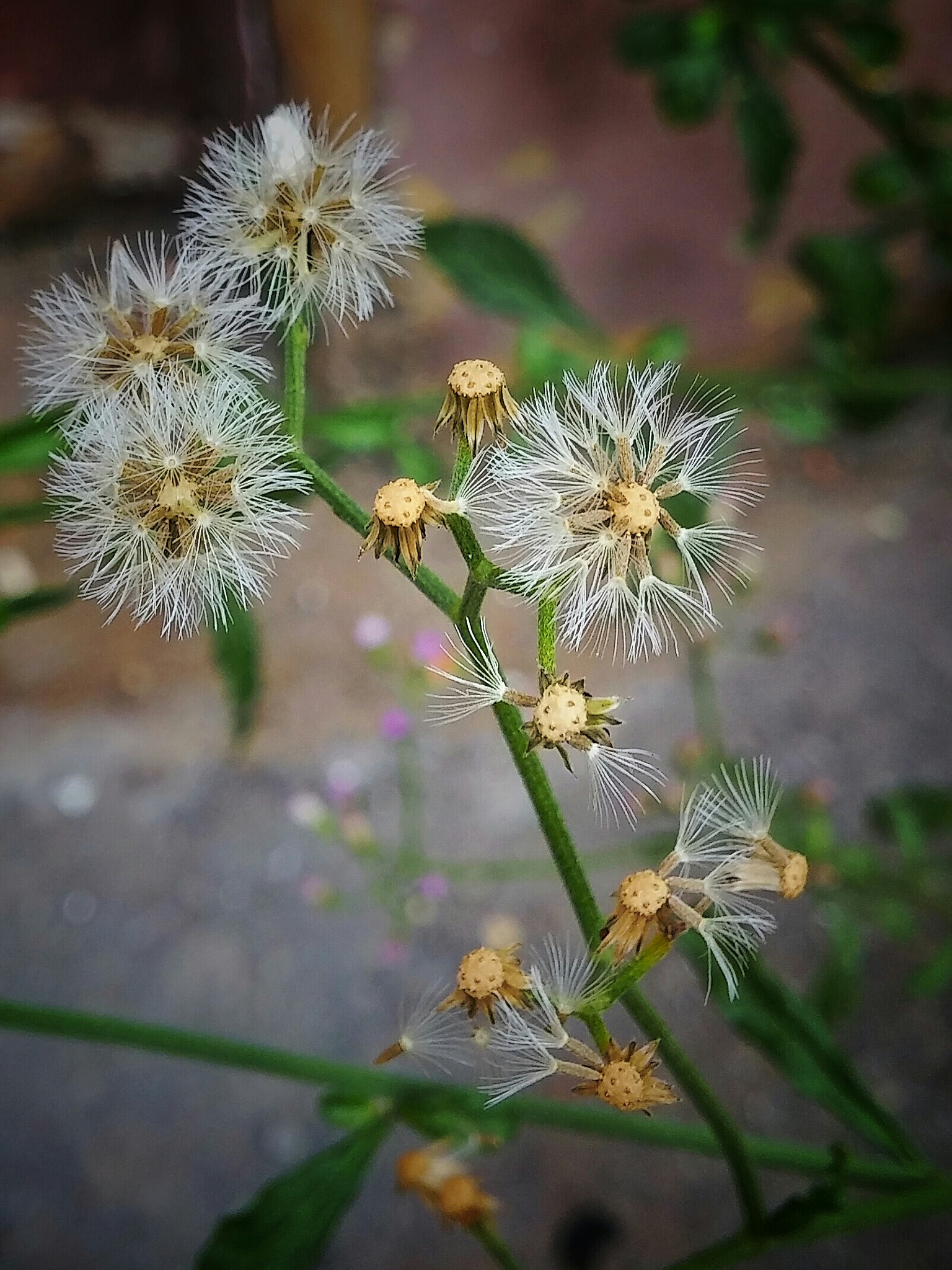 LG G Pro2 sample photo