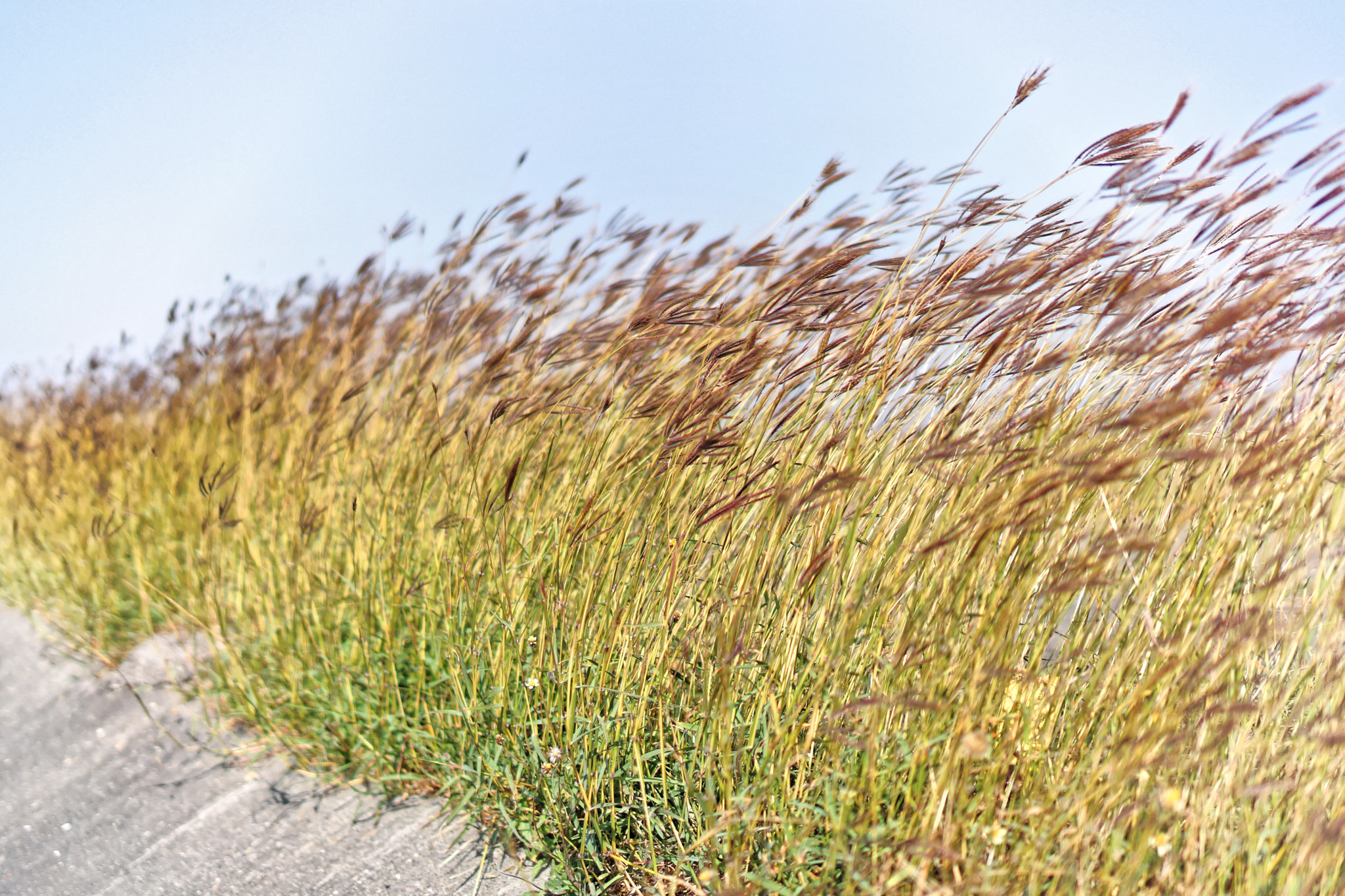 Sony Alpha NEX-7 + Sony E 35mm F1.8 OSS sample photo. Wind blowing photography