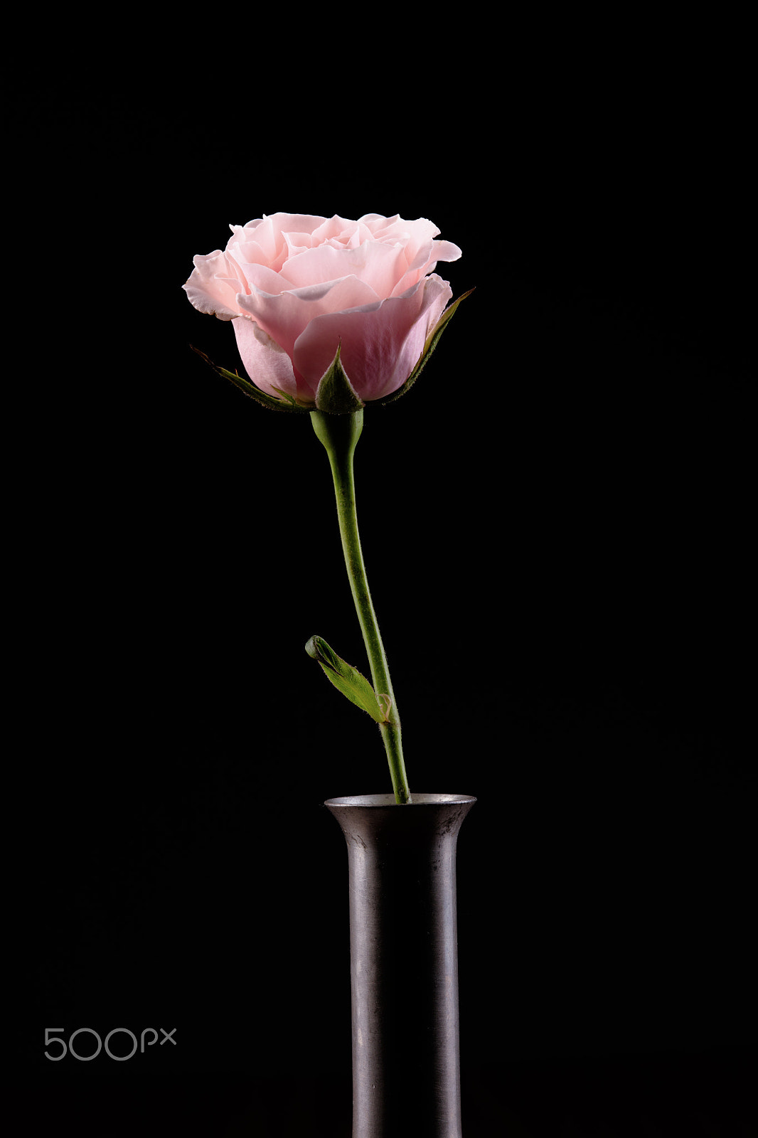 Canon EOS 5DS R + ZEISS Milvus 100mm F2 Macro sample photo. Classic photography