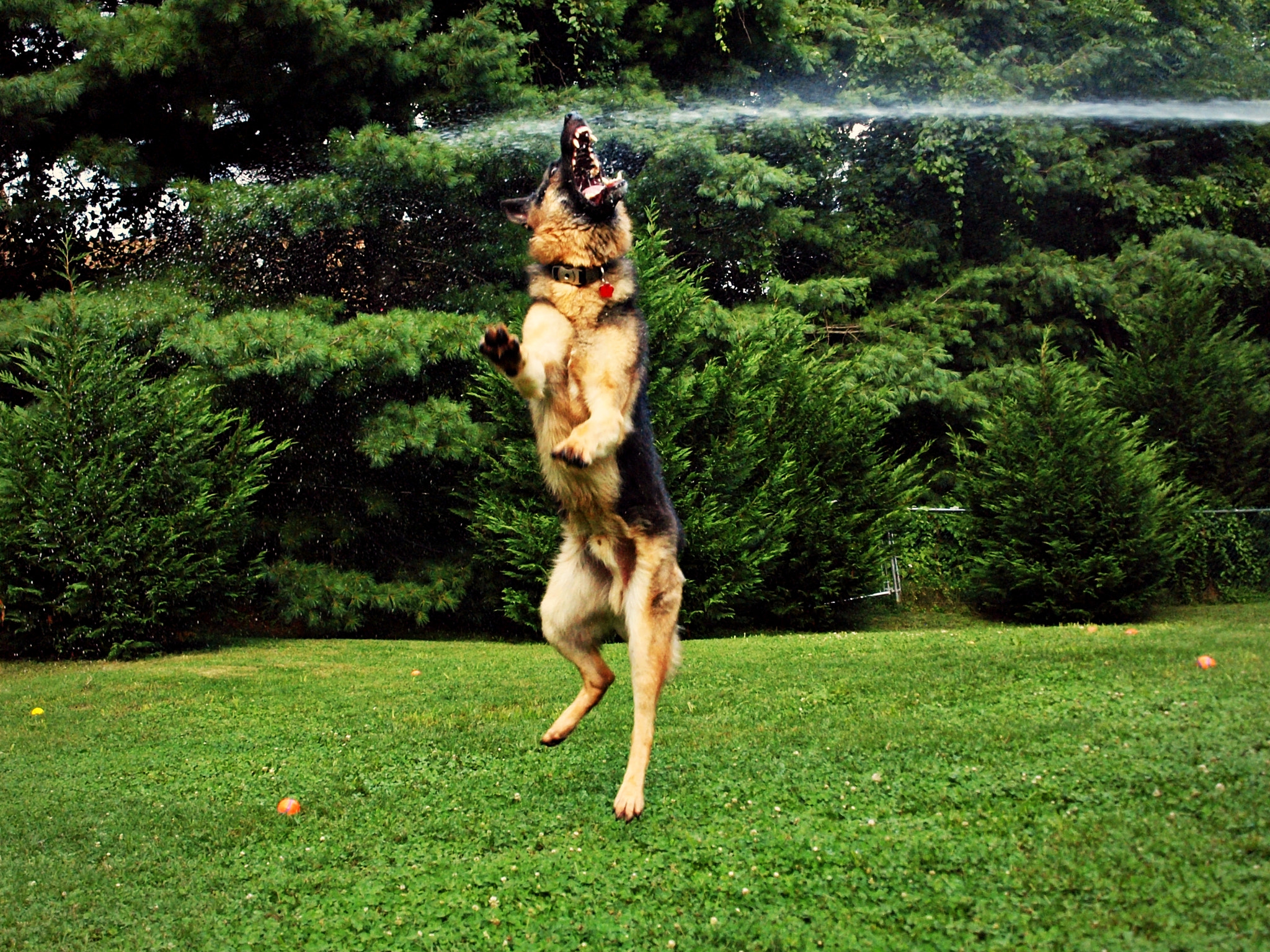 Olympus E-600 (EVOLT E-600) sample photo. Puffy vs. the water hose photography