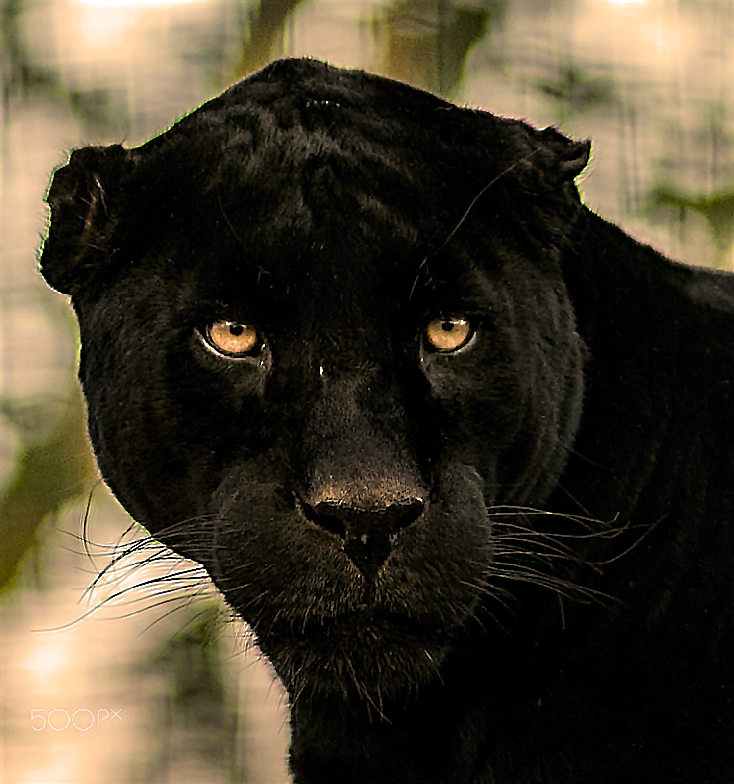 Nikon D800 + AF Nikkor 180mm f/2.8 IF-ED sample photo. Black panther portrait photography
