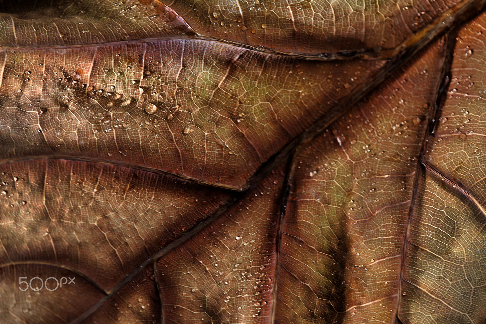 Tamron SP AF 180mm F3.5 Di LD (IF) Macro sample photo. Nature design photography