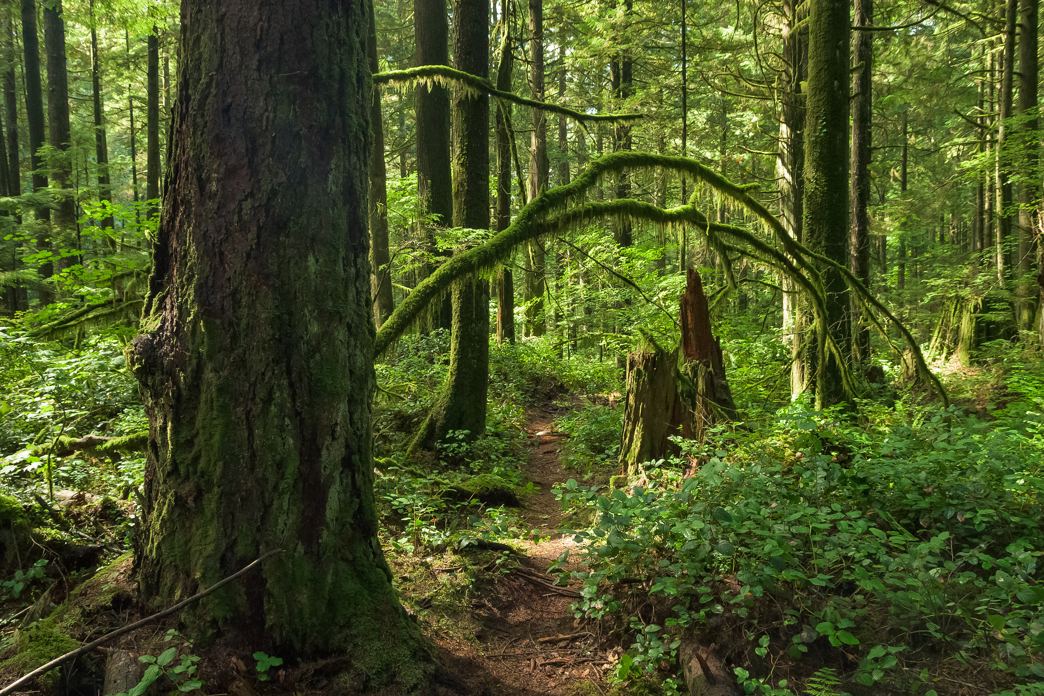 Sigma 17-70mm F2.8-4 DC Macro OS HSM sample photo. Forest portal photography