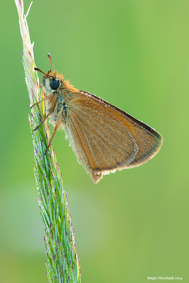 Nikon D80 + Sigma 150mm F2.8 EX DG Macro HSM sample photo. The butterfly in dew. photography