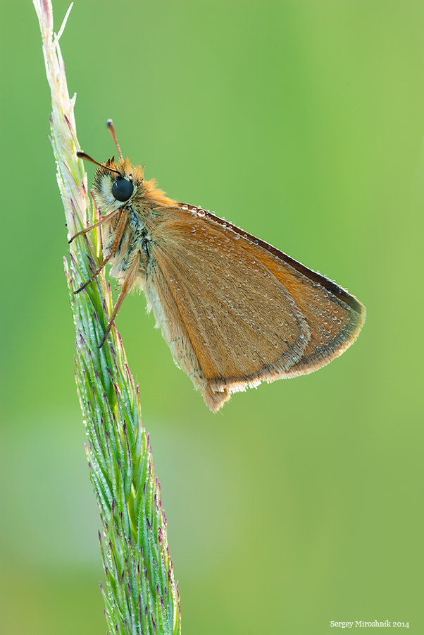 Sigma 150mm F2.8 EX DG Macro HSM sample photo. The butterfly in dew. photography