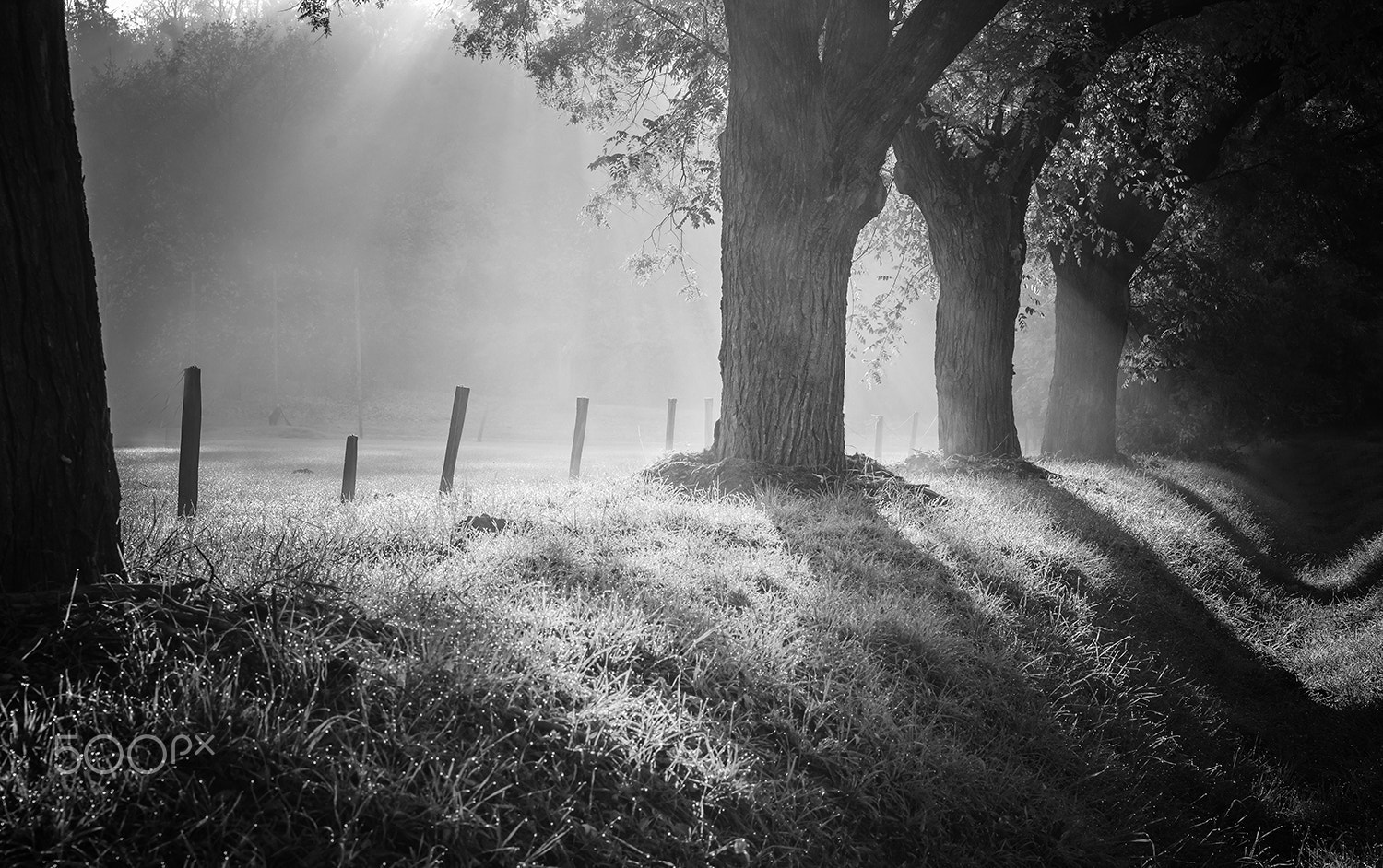 Sony Alpha DSLR-A900 + Tamron SP 24-70mm F2.8 Di VC USD sample photo. Lights in the trees photography