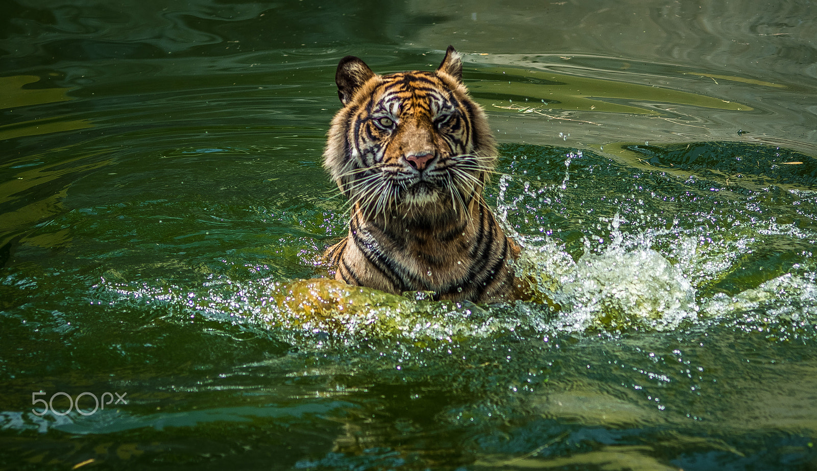 Nikon D5200 + Tamron SP AF 70-200mm F2.8 Di LD (IF) MACRO sample photo. Swiming tigers photography