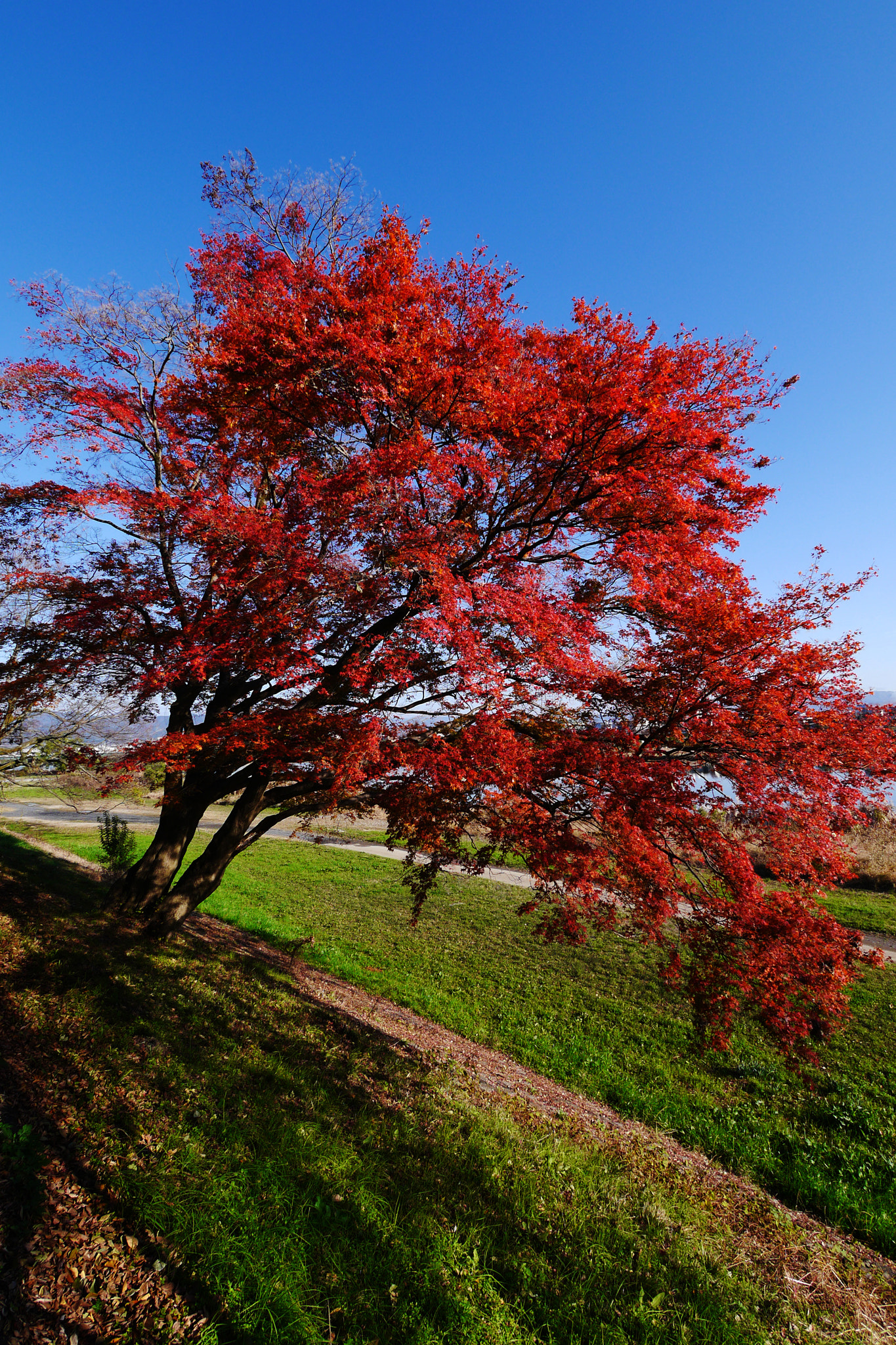 Panasonic Lumix DMC-GX1 + Panasonic Lumix G Vario 7-14mm F4 ASPH sample photo. Autumn tree photography