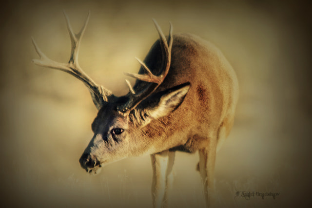 Sigma 150-500mm F5-6.3 DG OS HSM sample photo. Deer spy photography