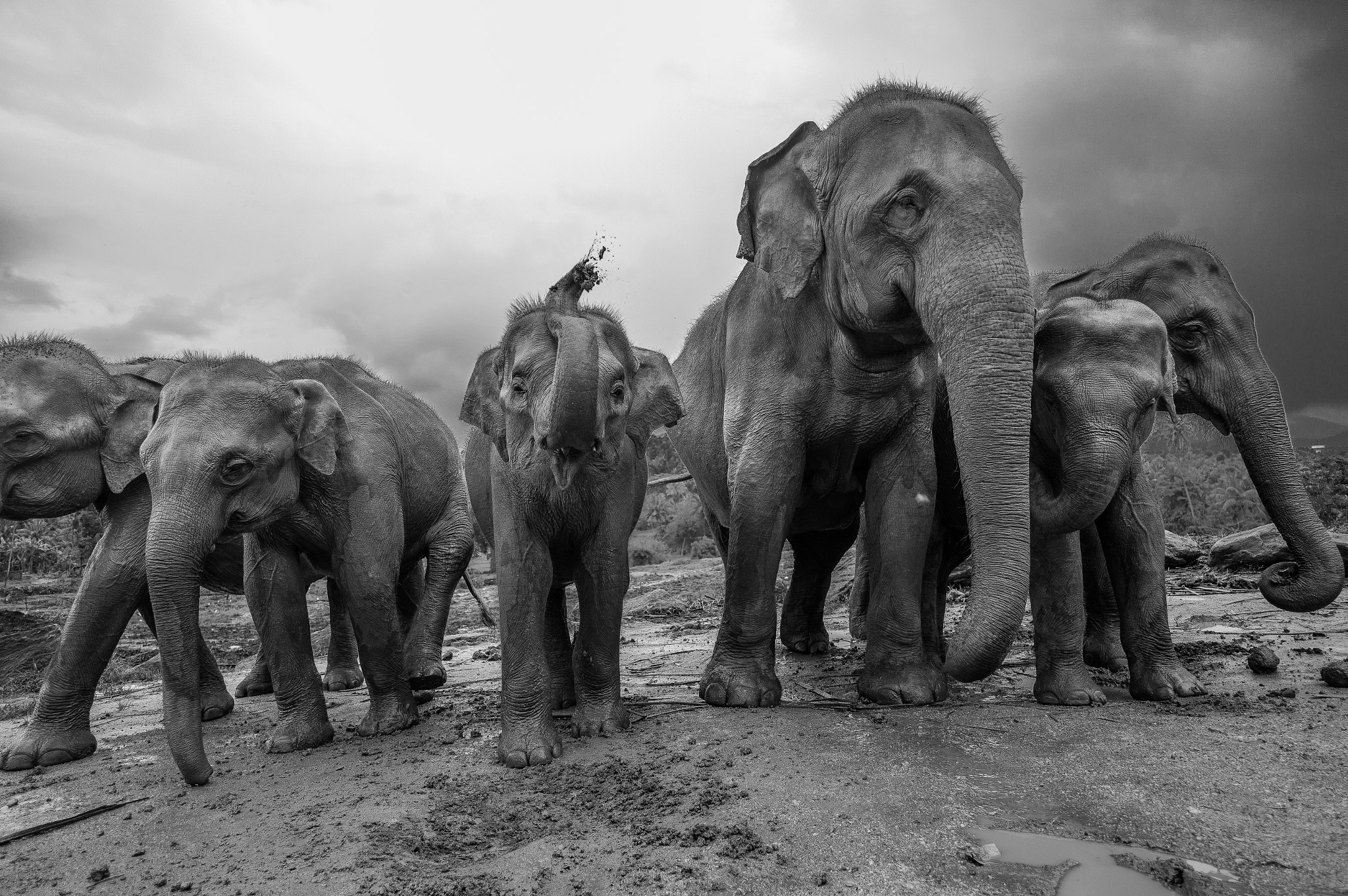 Leica Elmarit-M 21mm F2.8 ASPH sample photo. Elephant parade photography
