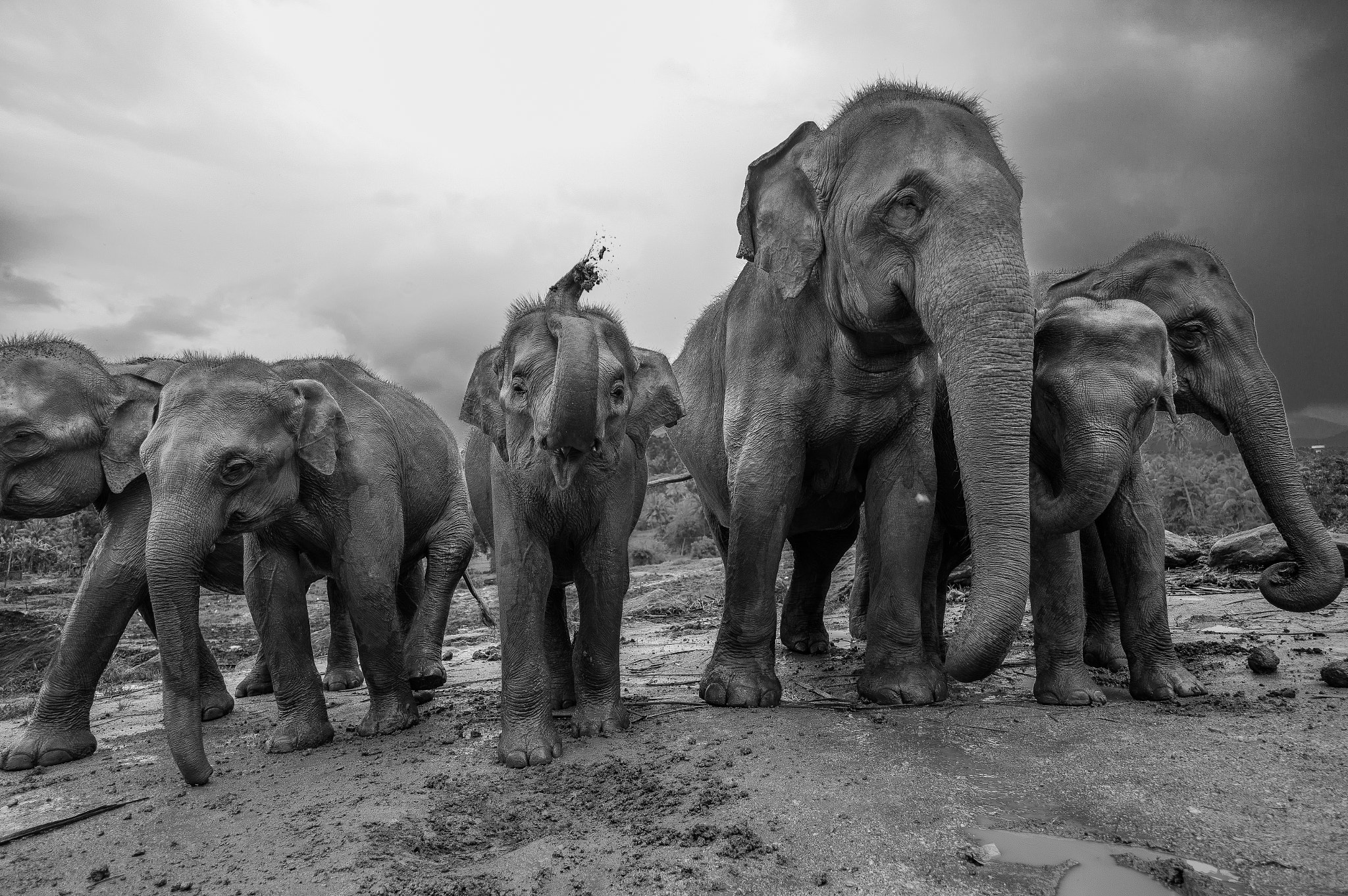 Leica M9 + Leica Elmarit-M 21mm F2.8 ASPH sample photo. Elephant parade photography