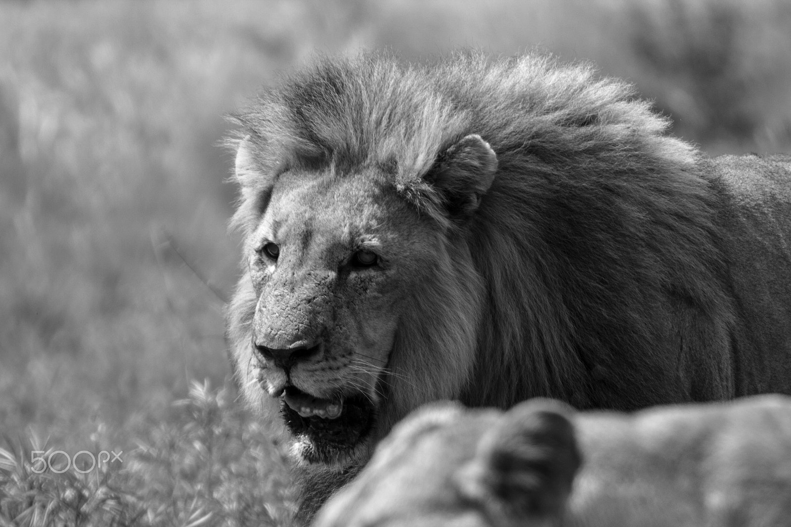 Canon EF 70-200mm F2.8L USM sample photo. Lions photography