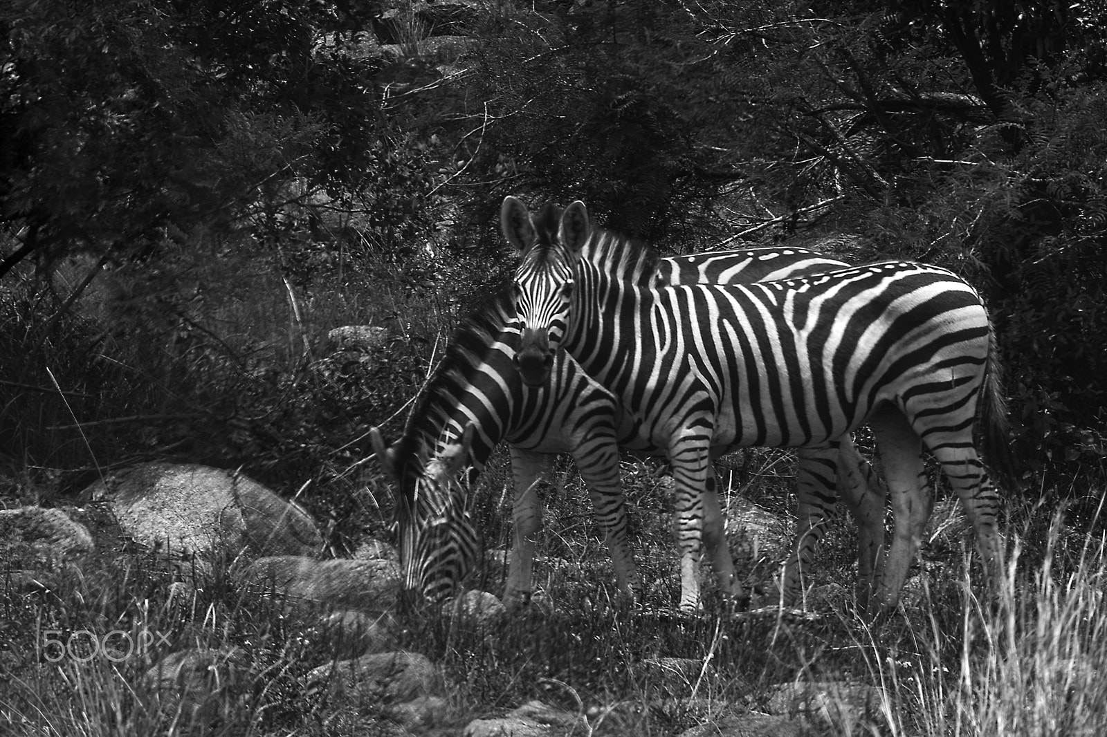 Canon EF 70-200mm F2.8L USM sample photo. Zebras photography