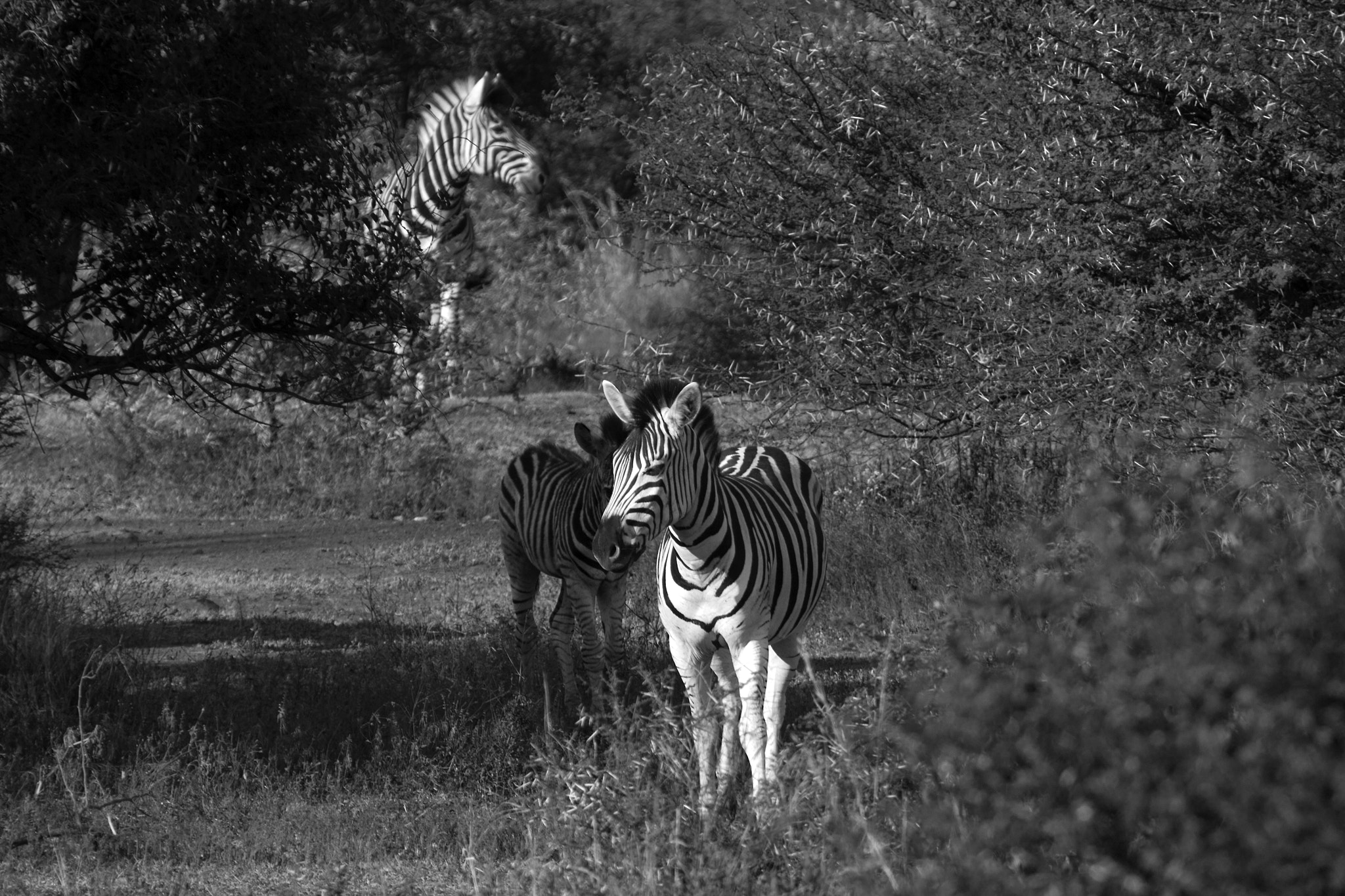 Canon EF 70-200mm F2.8L USM sample photo. Zebra photography